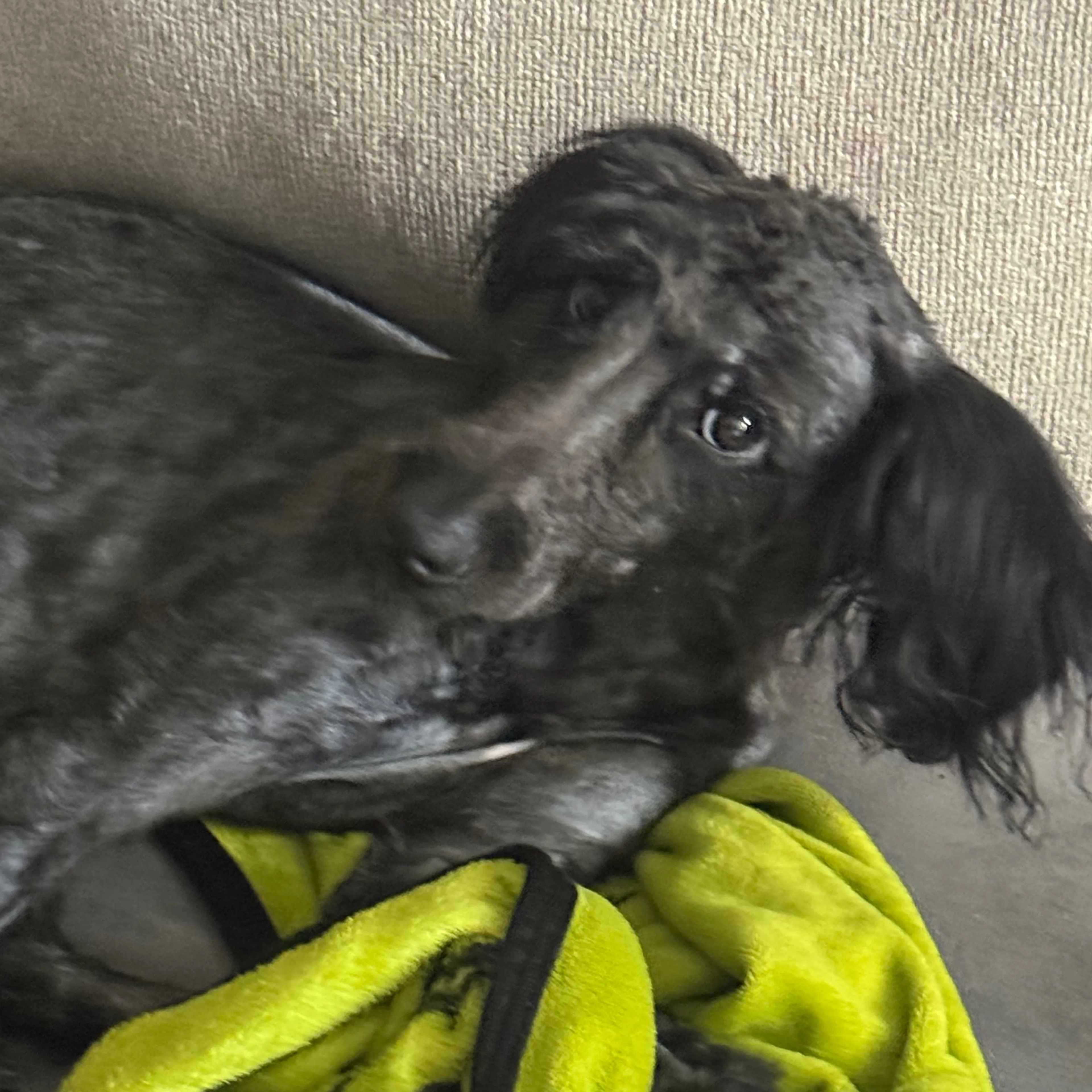 Found pet-2