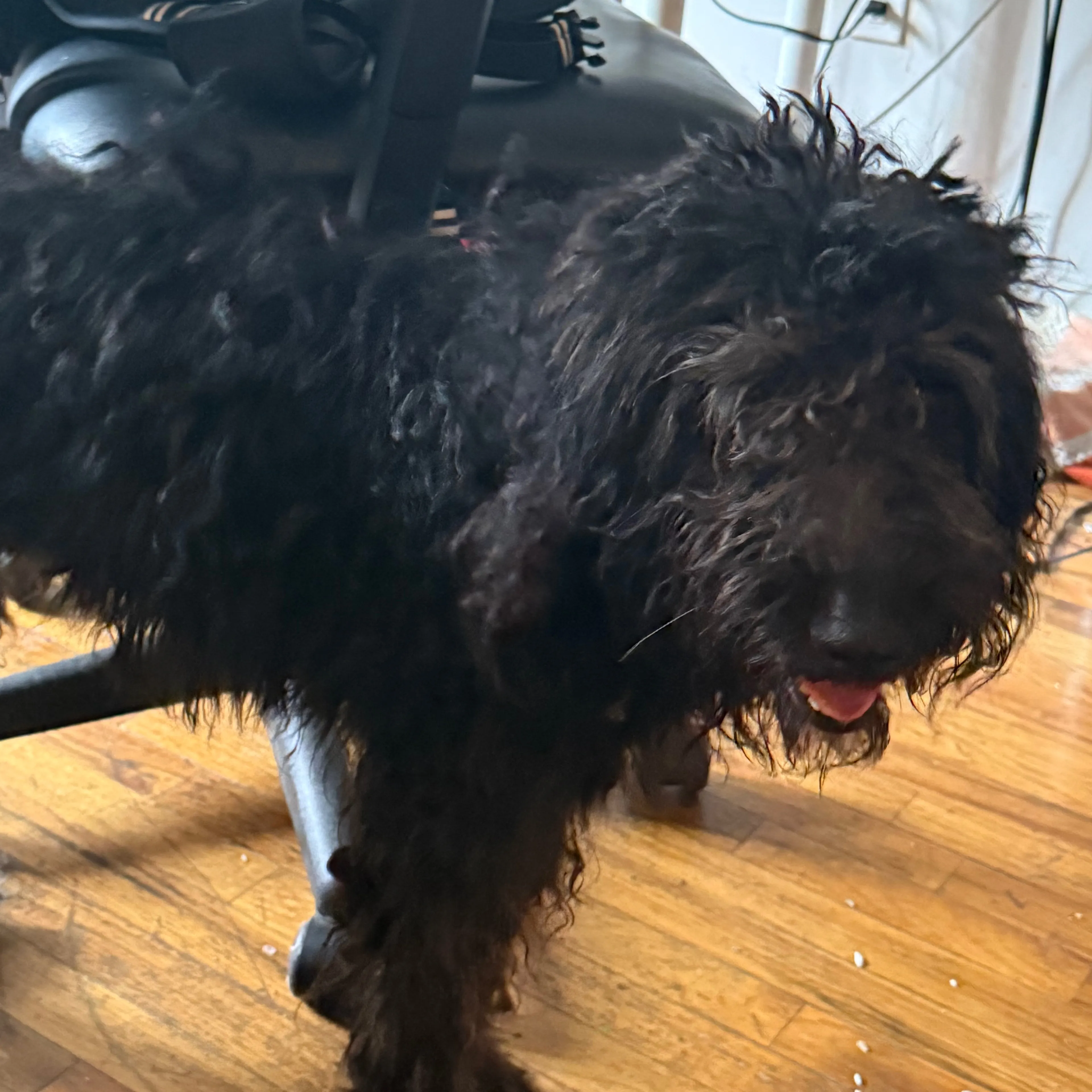 Found pet-3