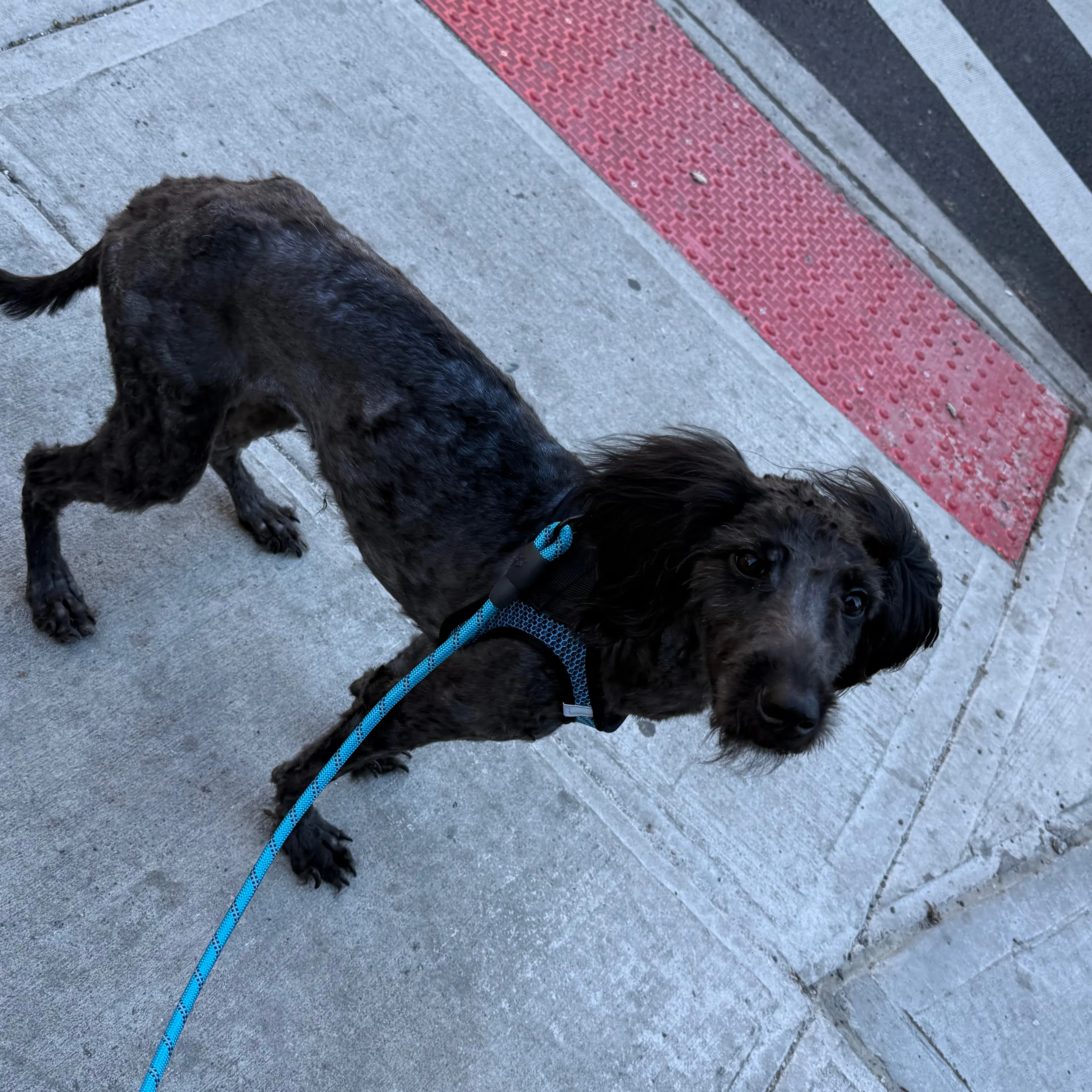 Found pet-1