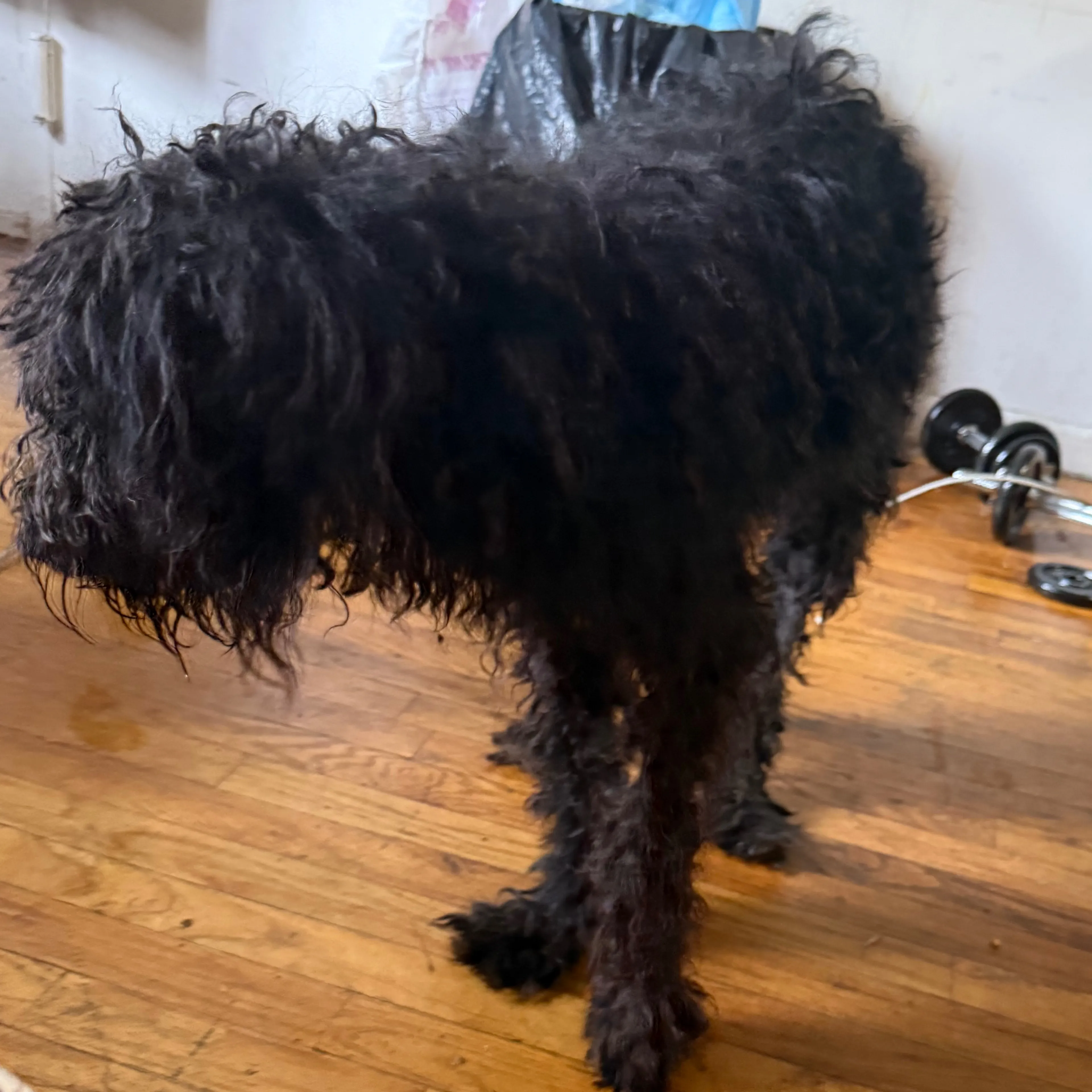 Found pet-0