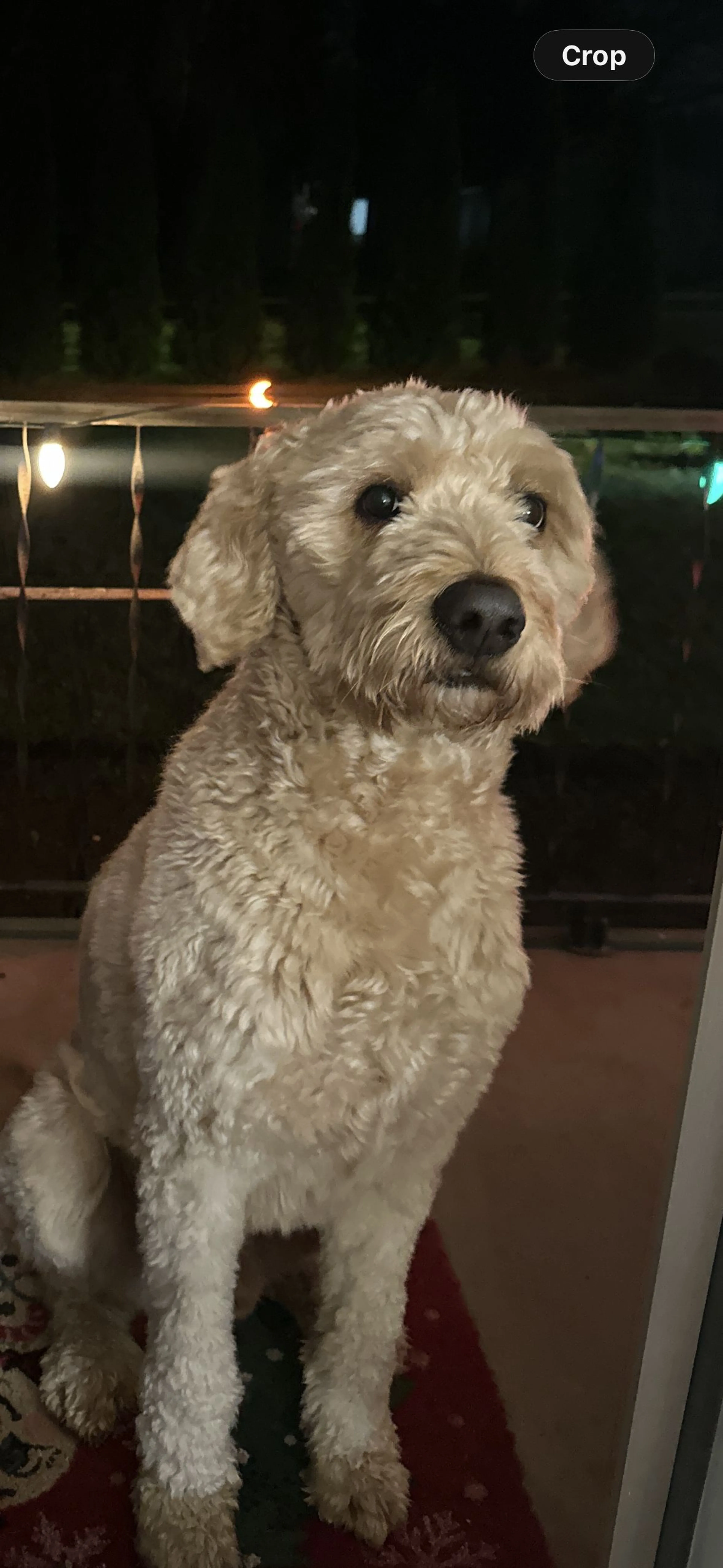 Lost pet-2