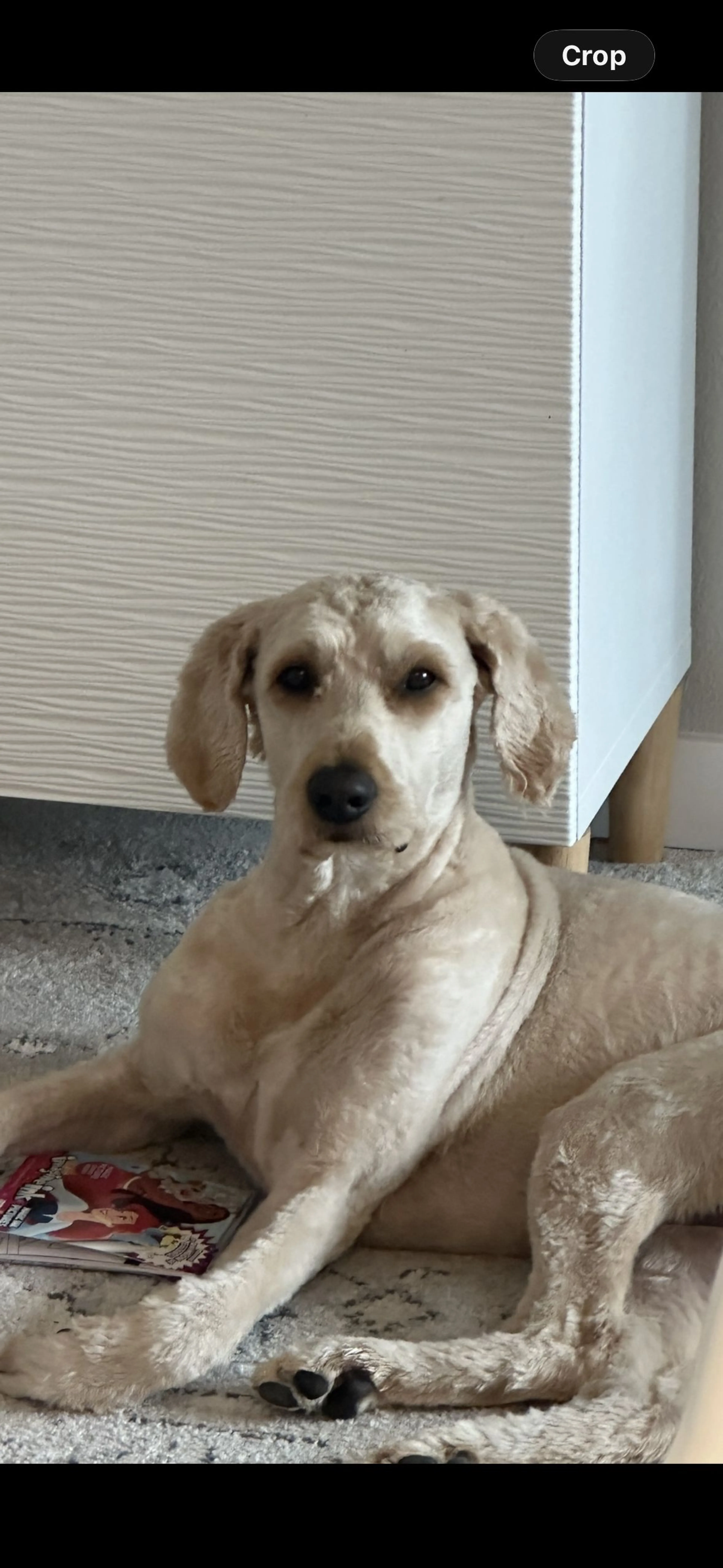 Lost pet-0