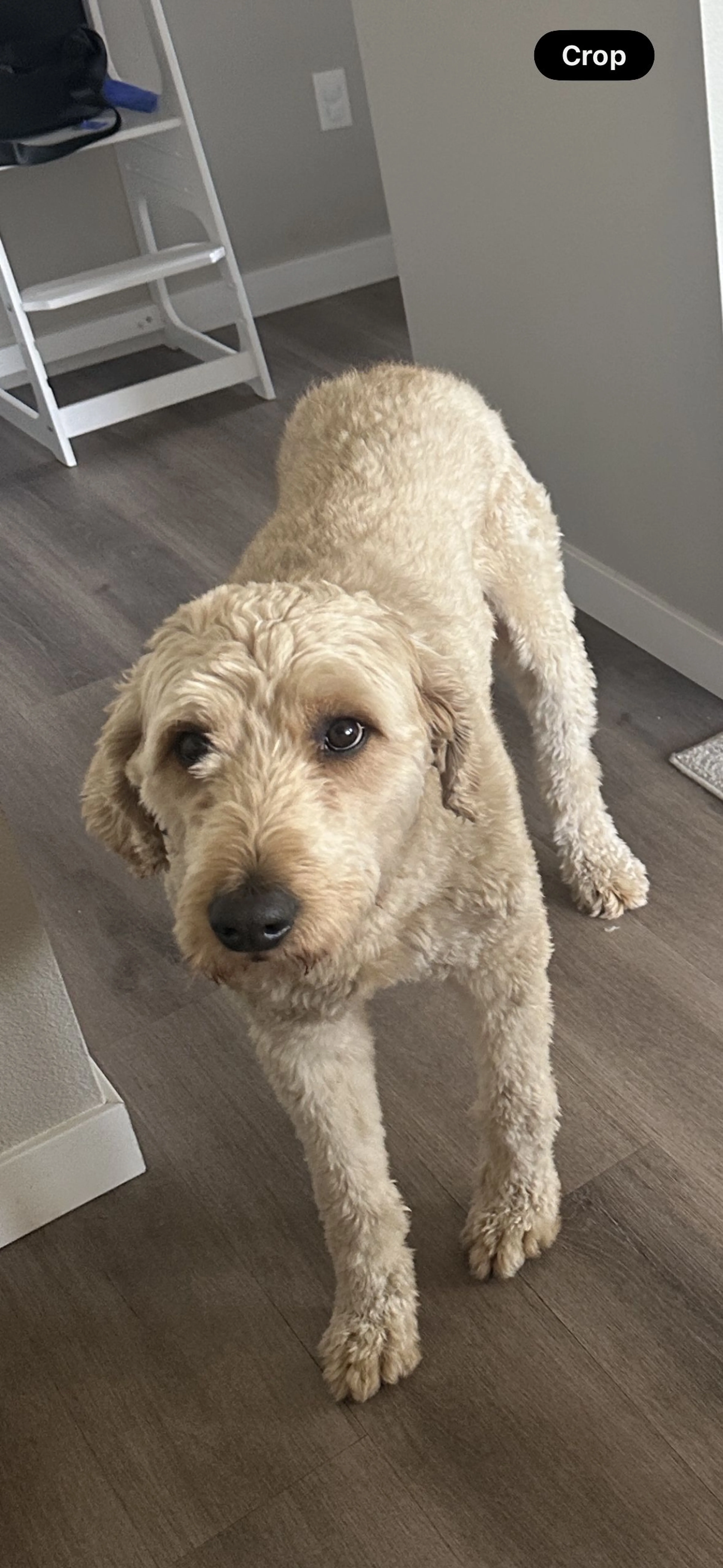 Lost pet-1