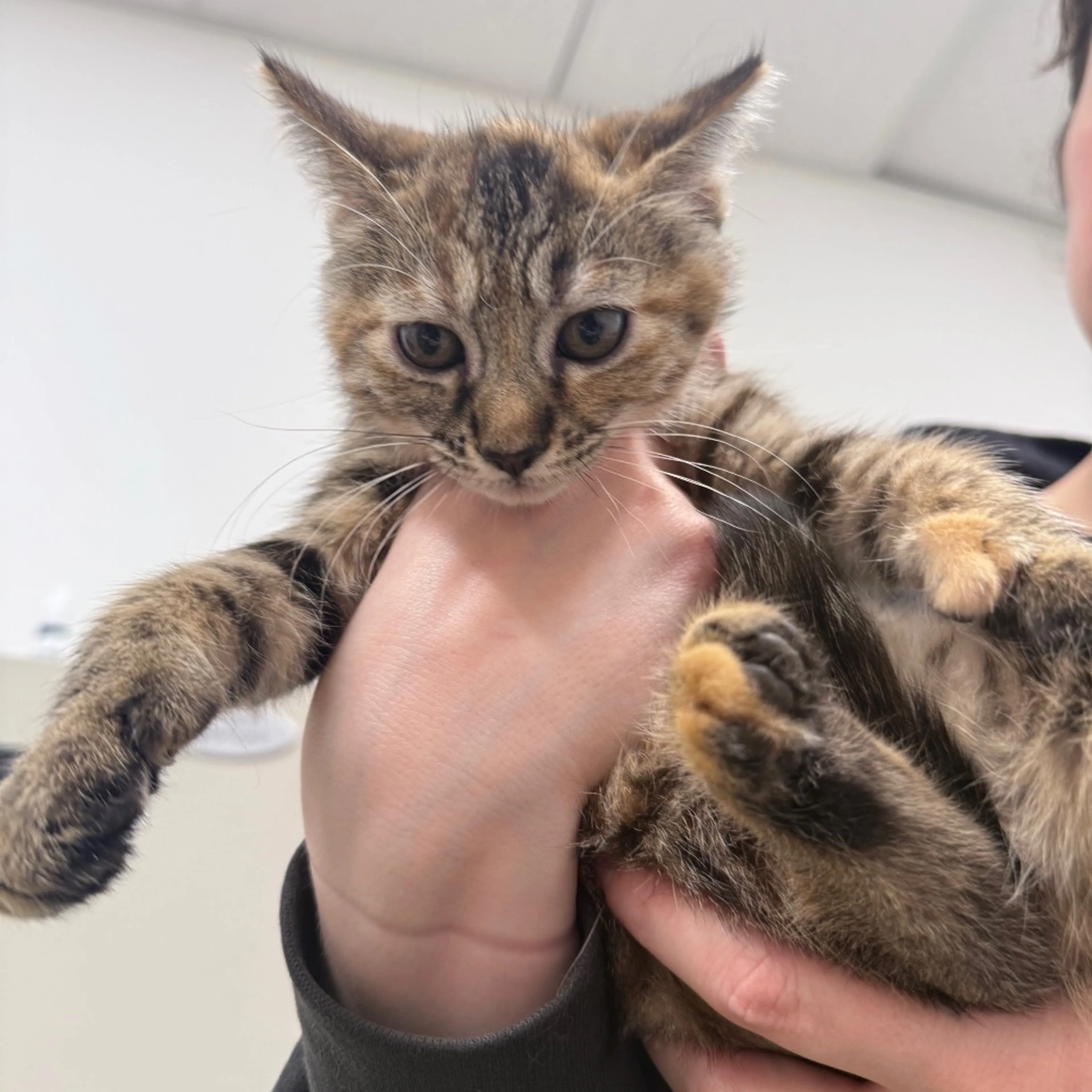 Found pet