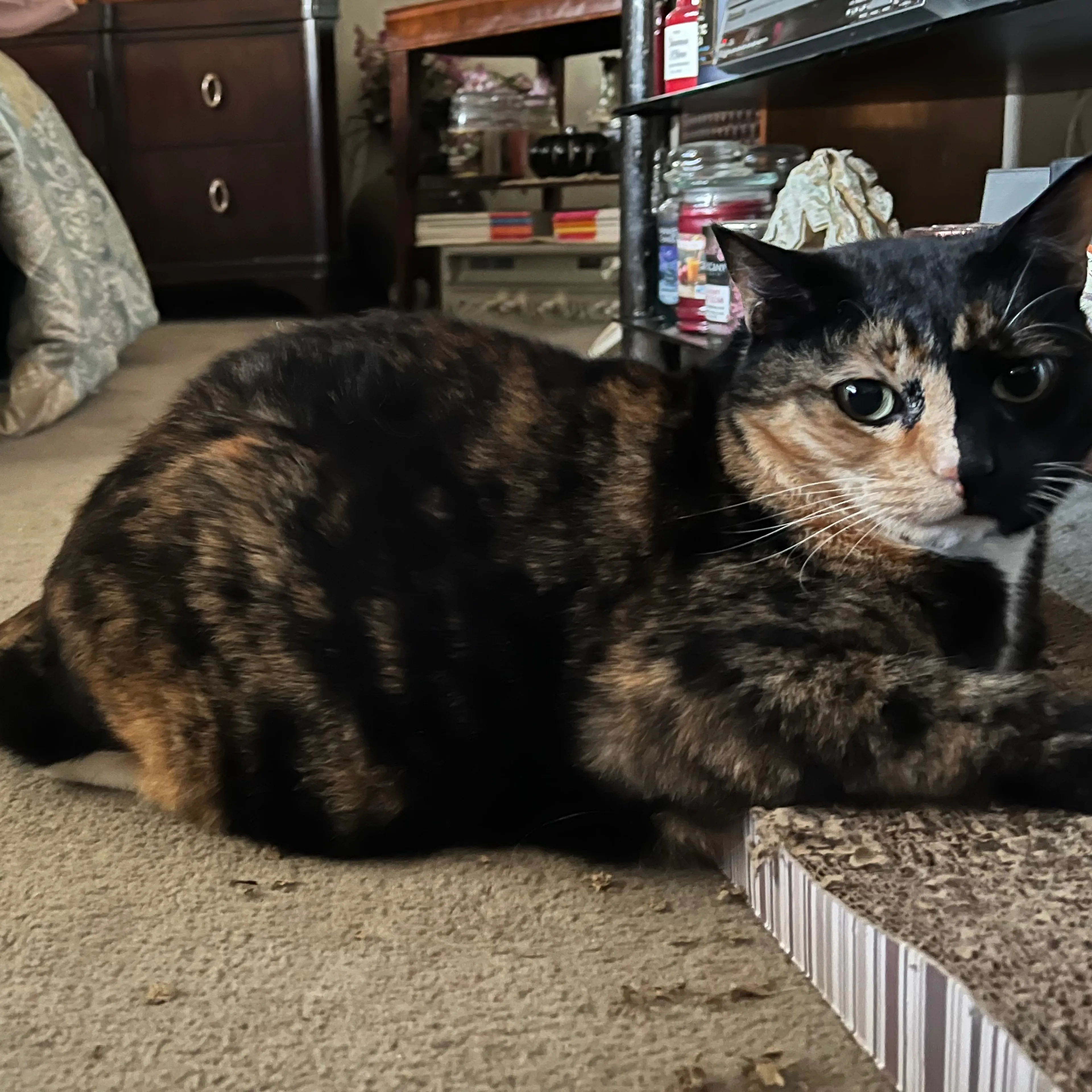 Lost pet-2