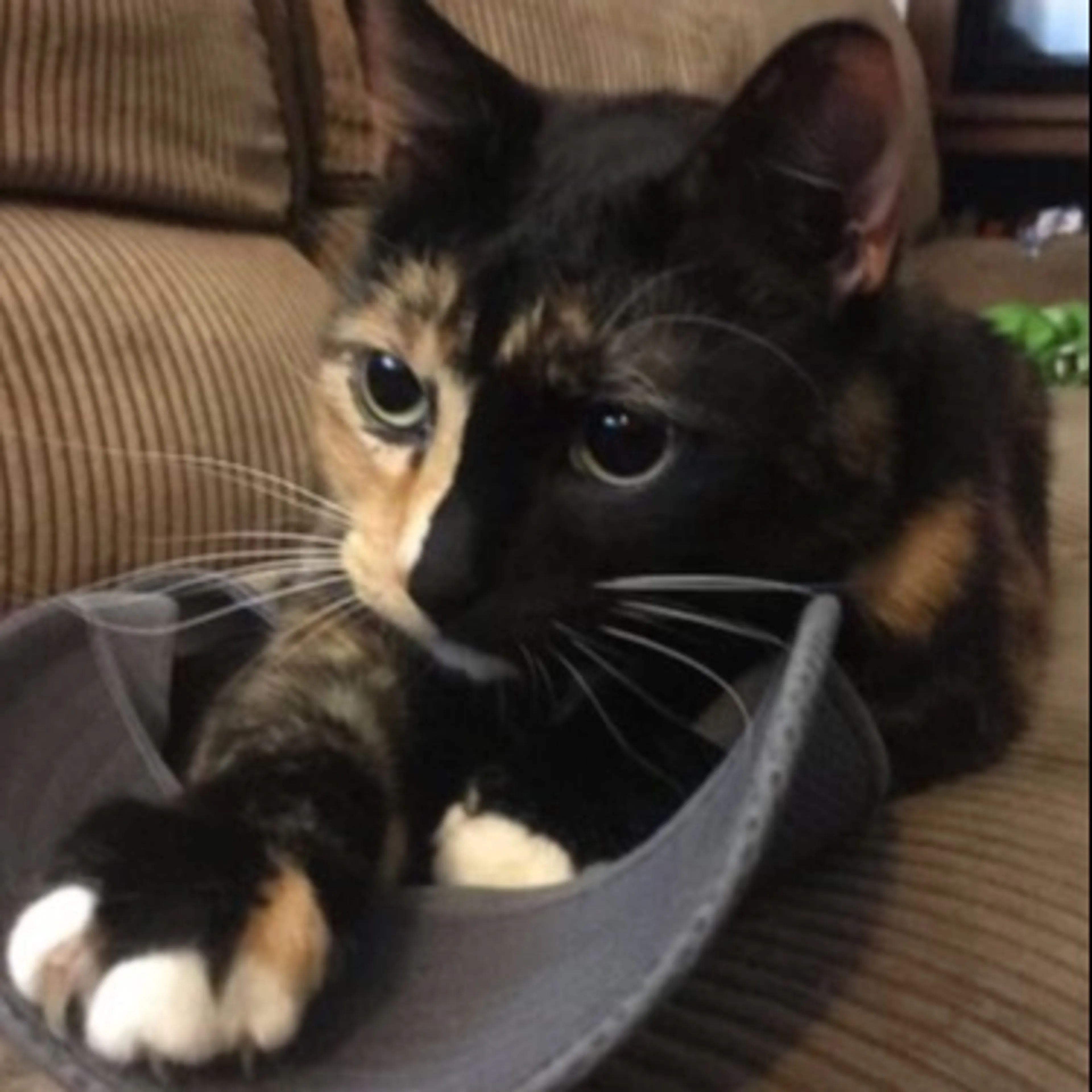 Lost pet-0
