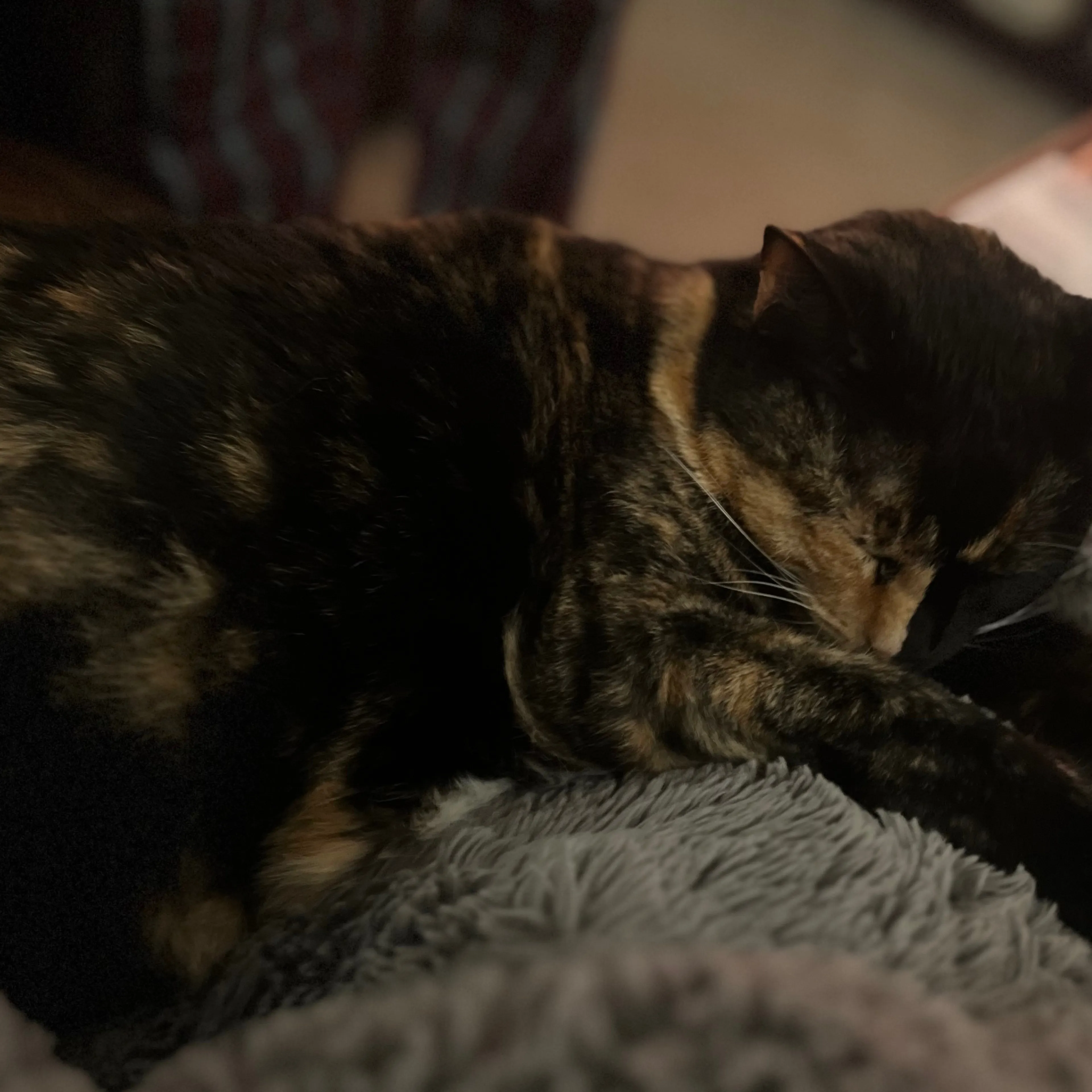 Lost pet-1
