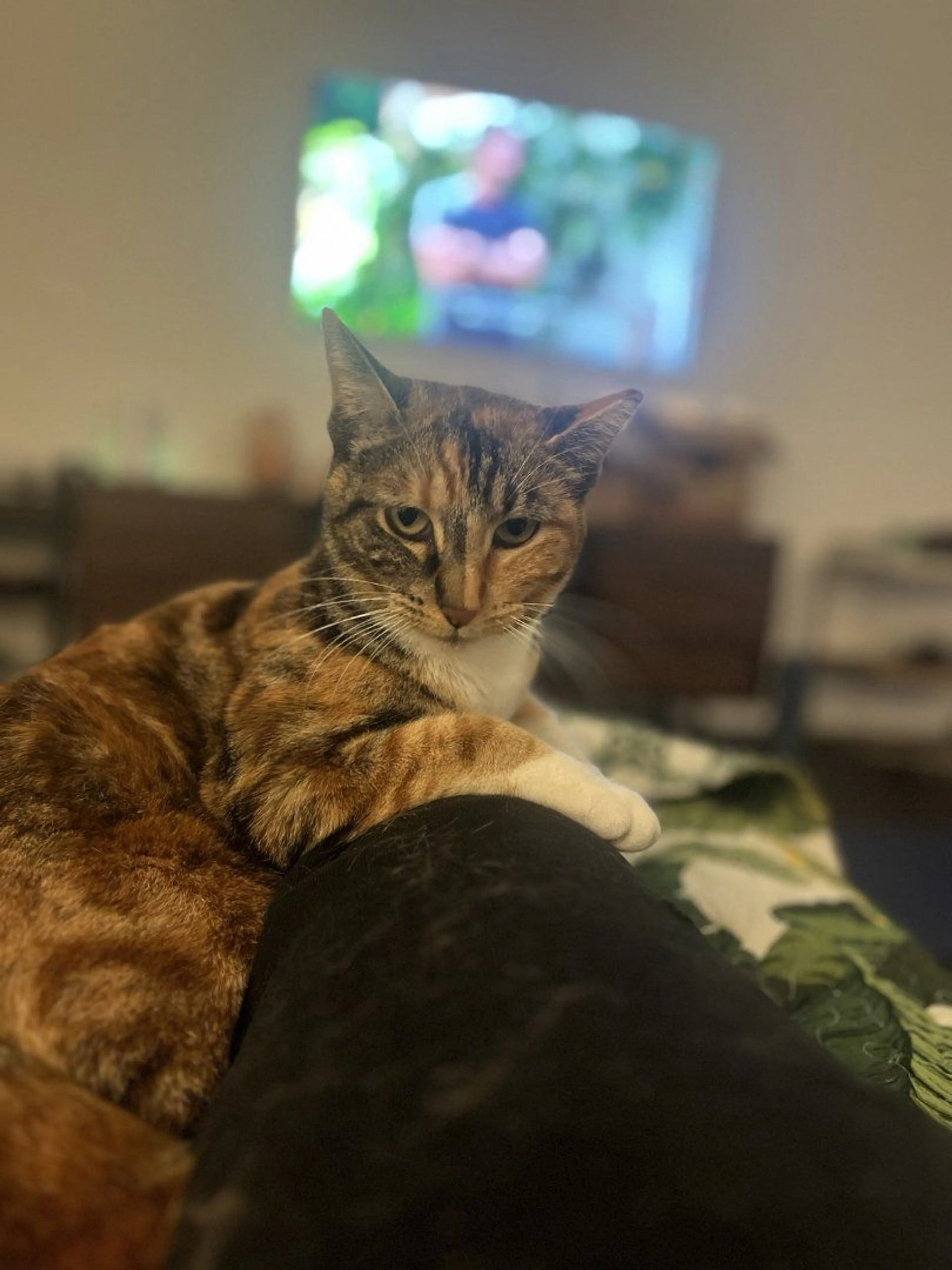 Lost pet-1
