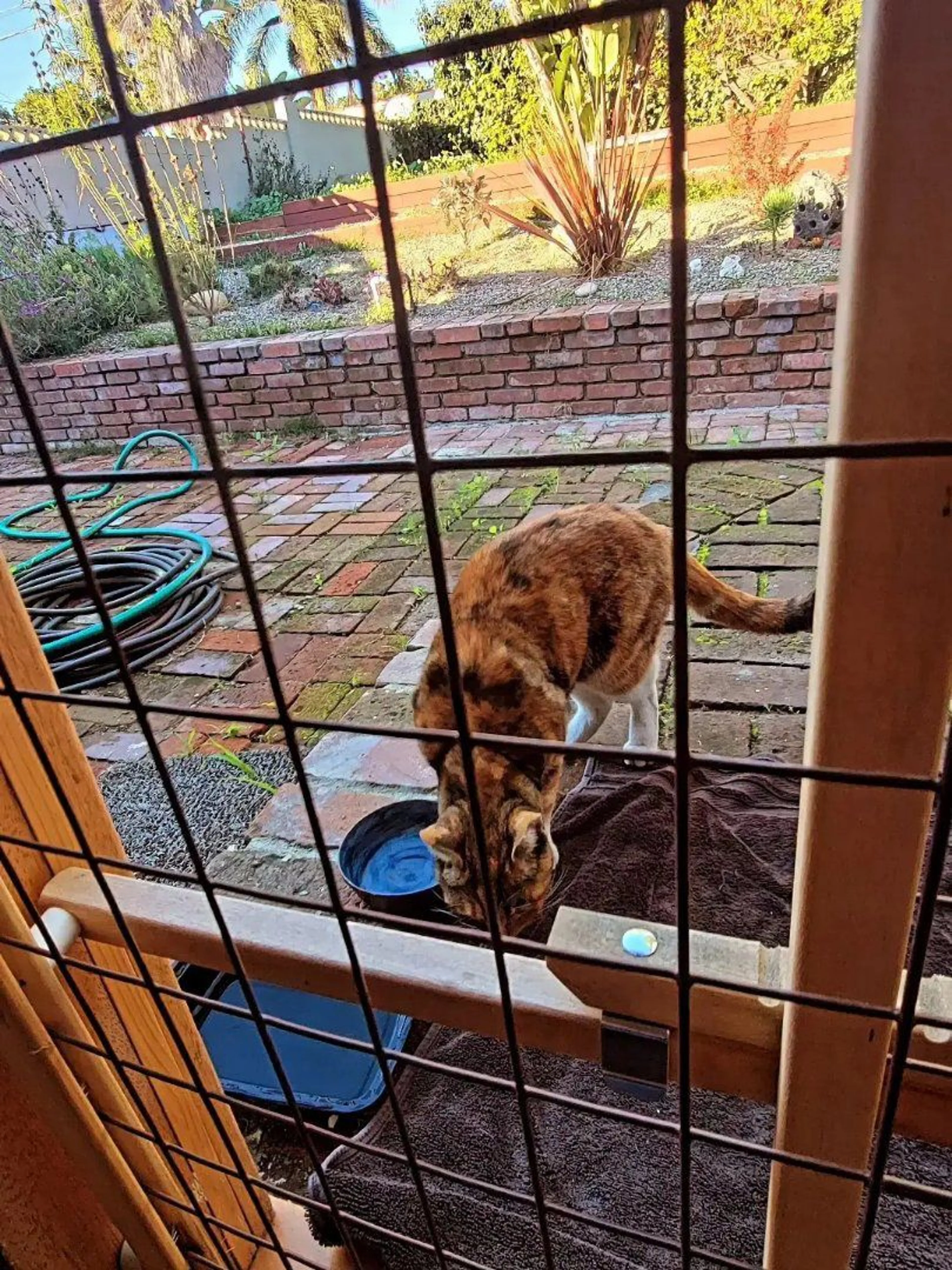 Lost pet-2