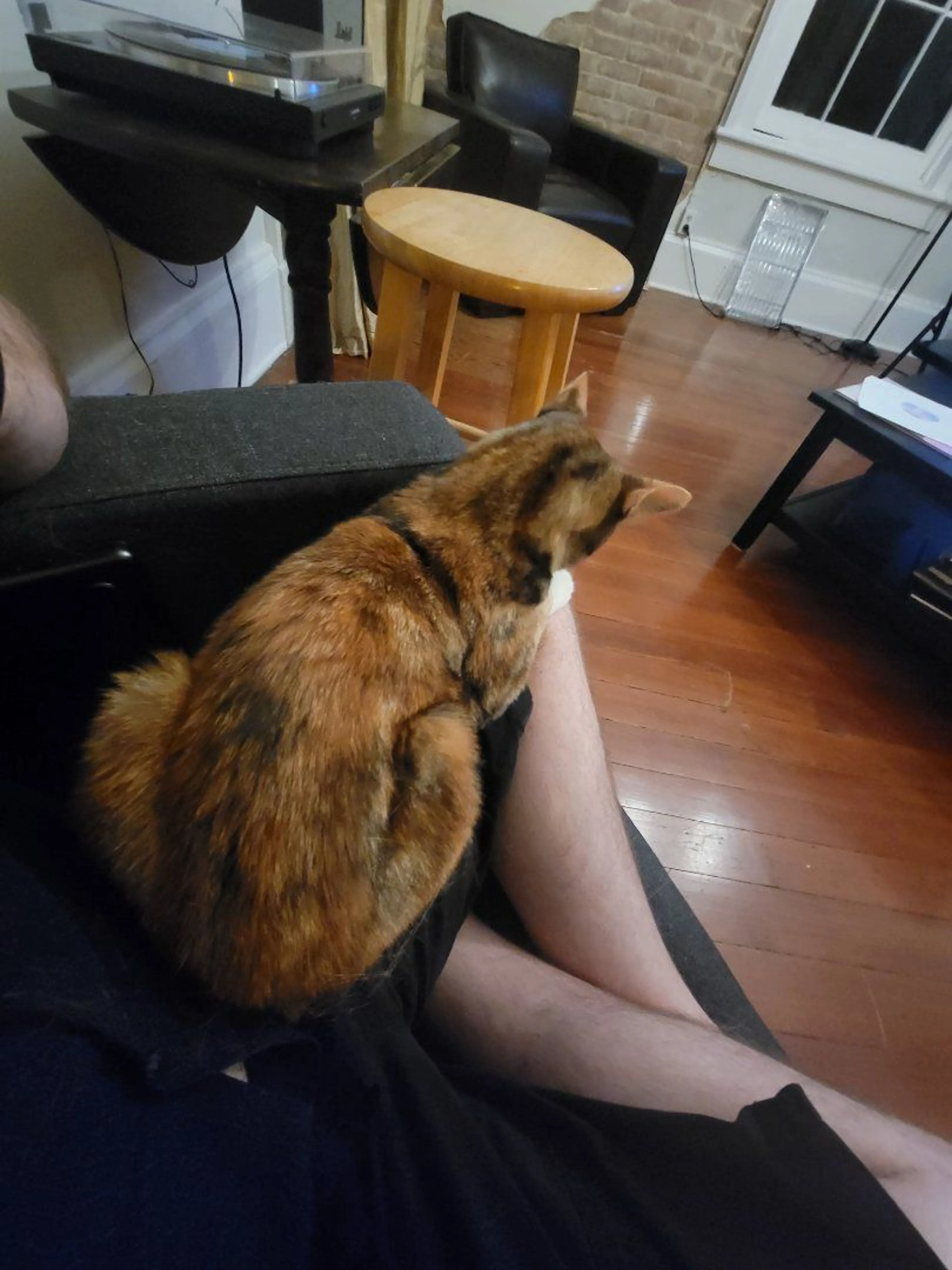 Lost pet-3