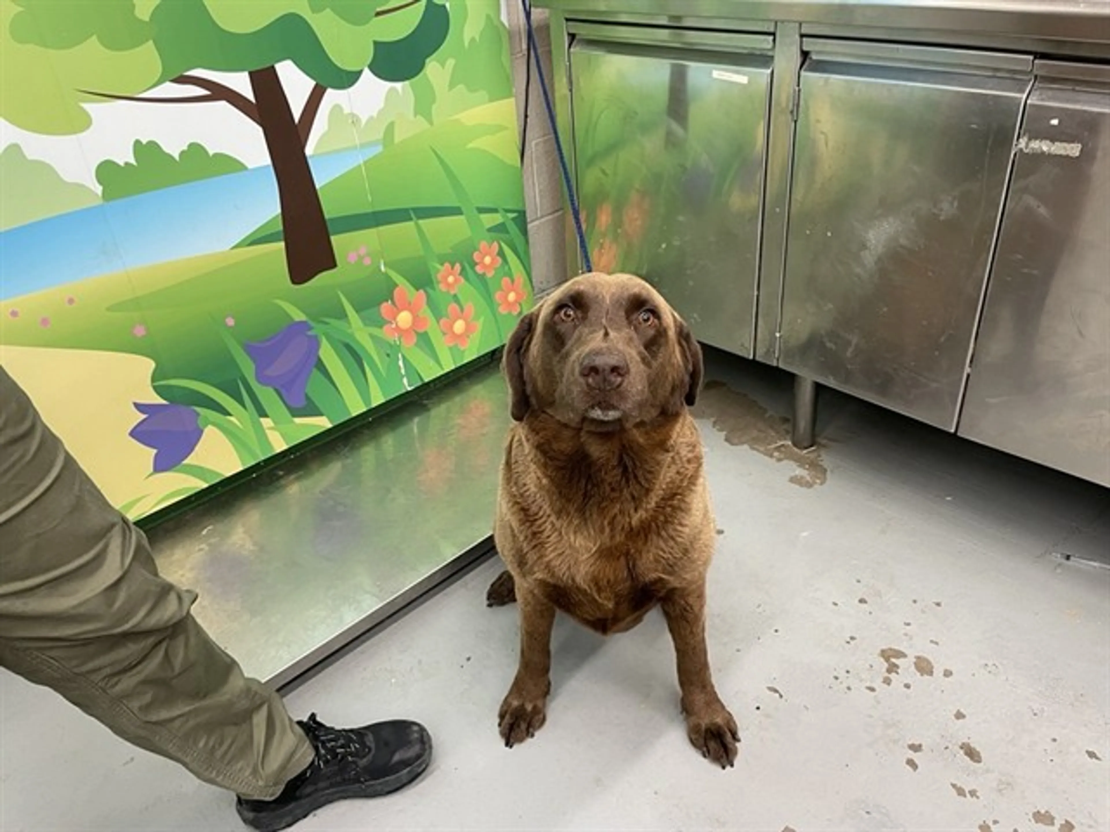 Found pet