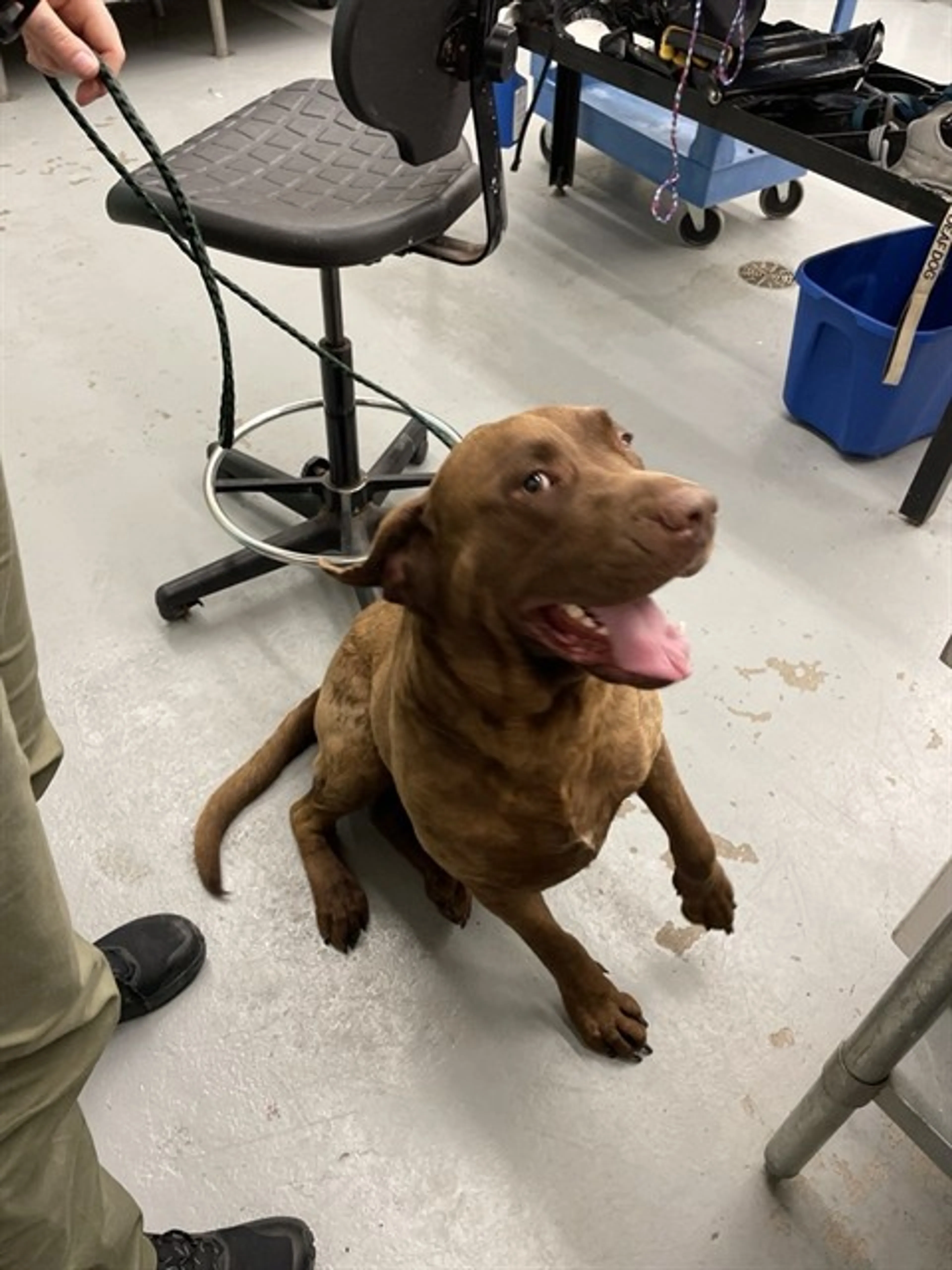 Found pet