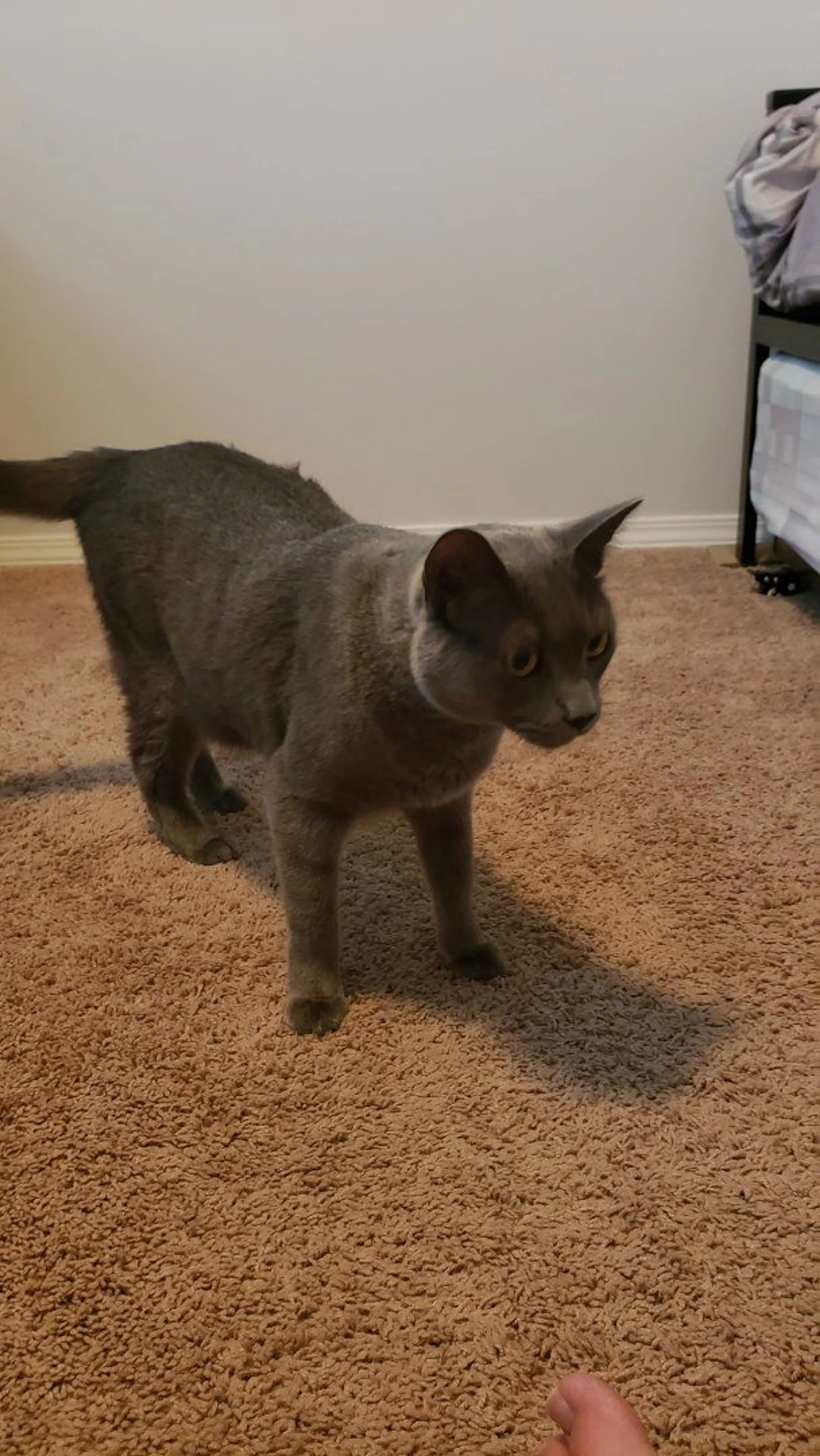 Lost pet-3