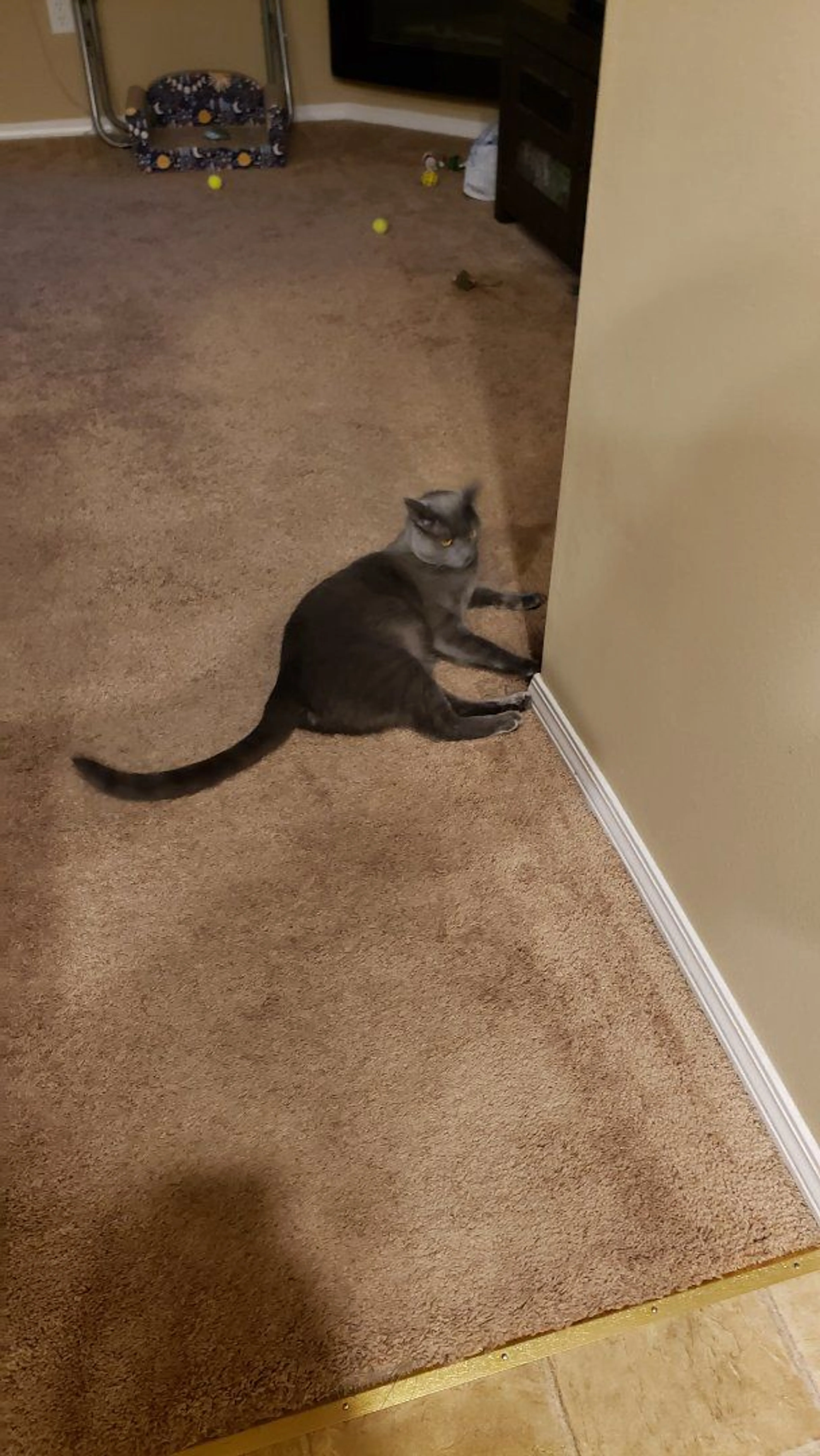 Lost pet-4