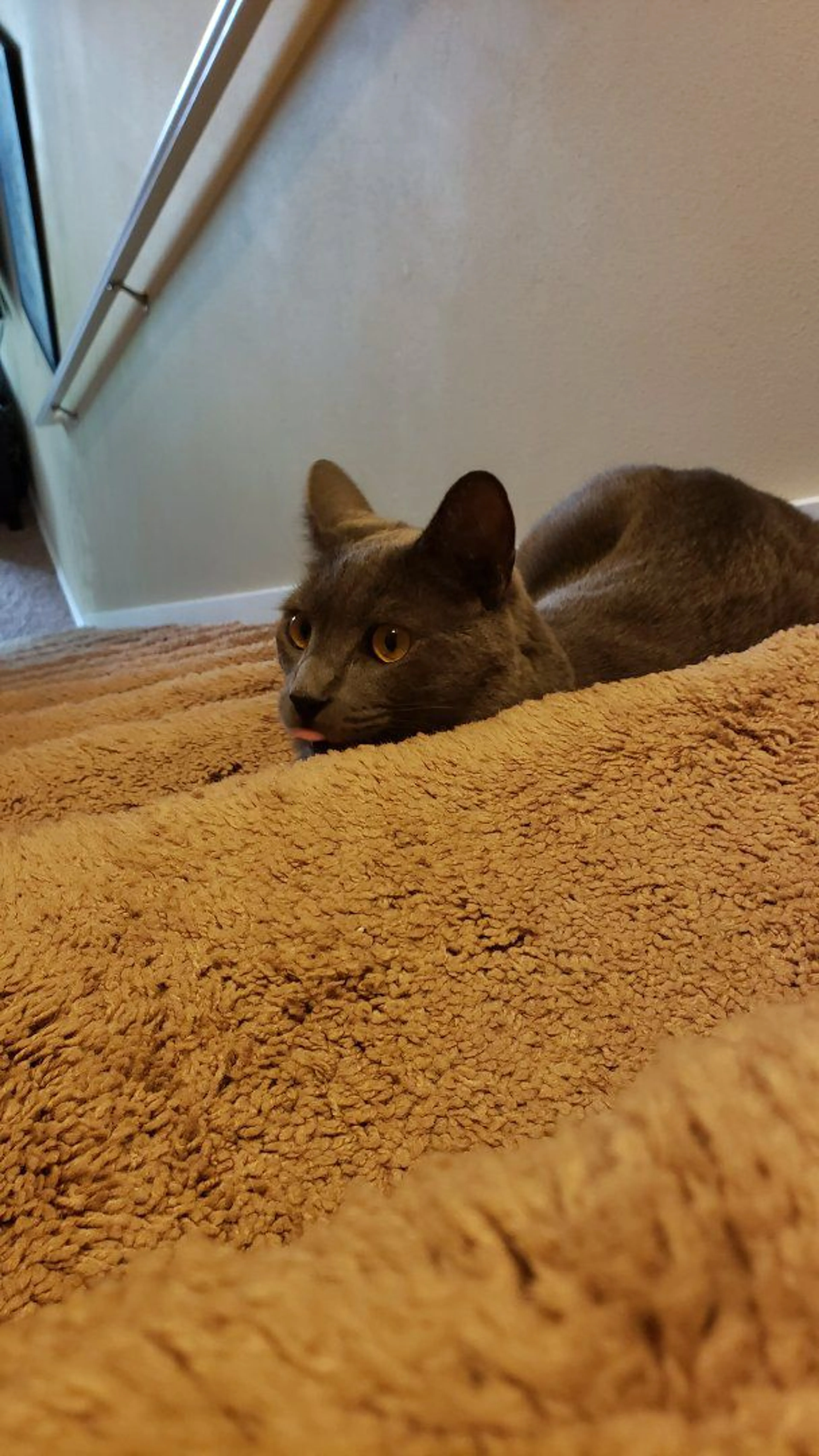Lost pet-0