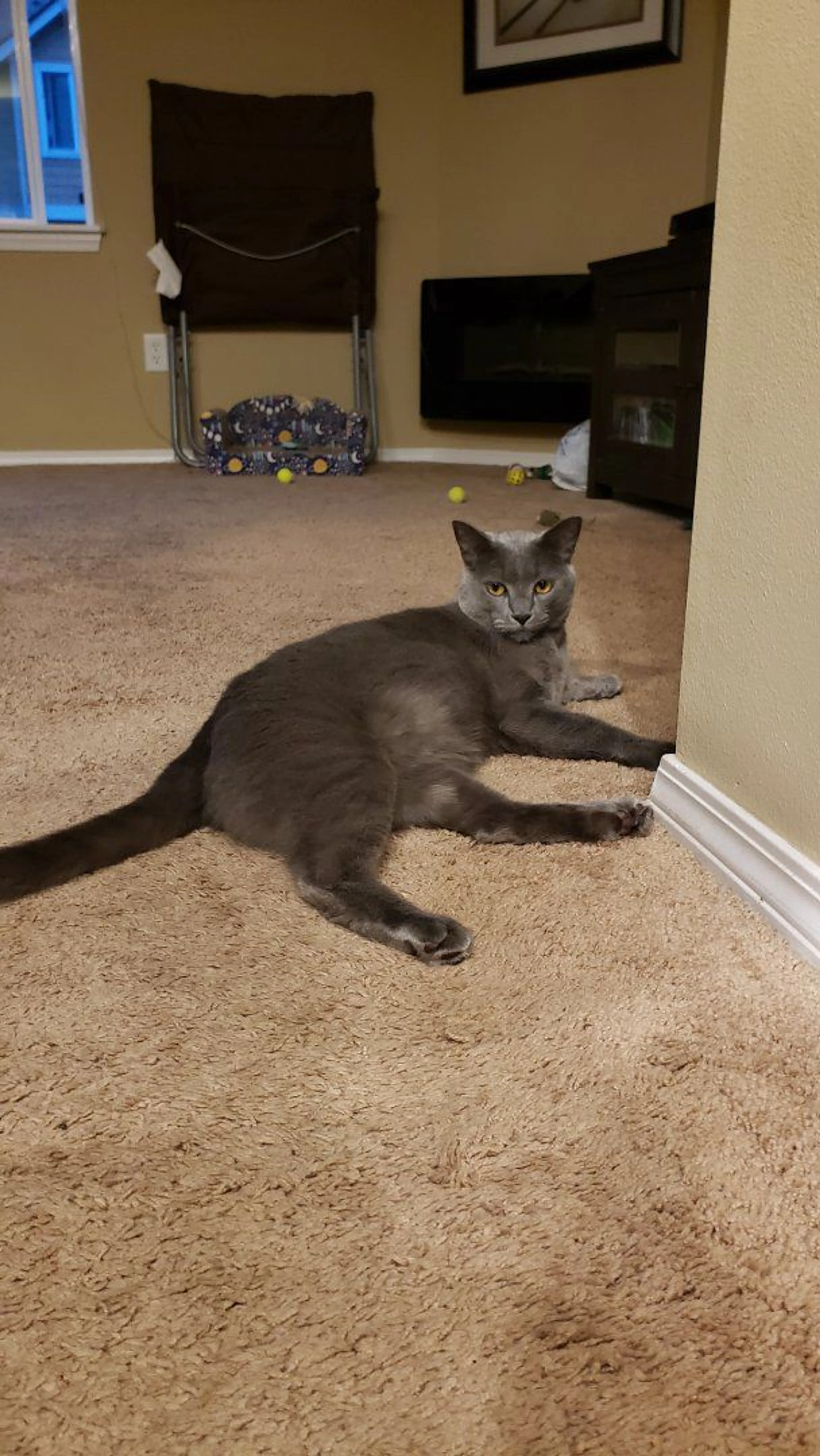 Lost pet-2