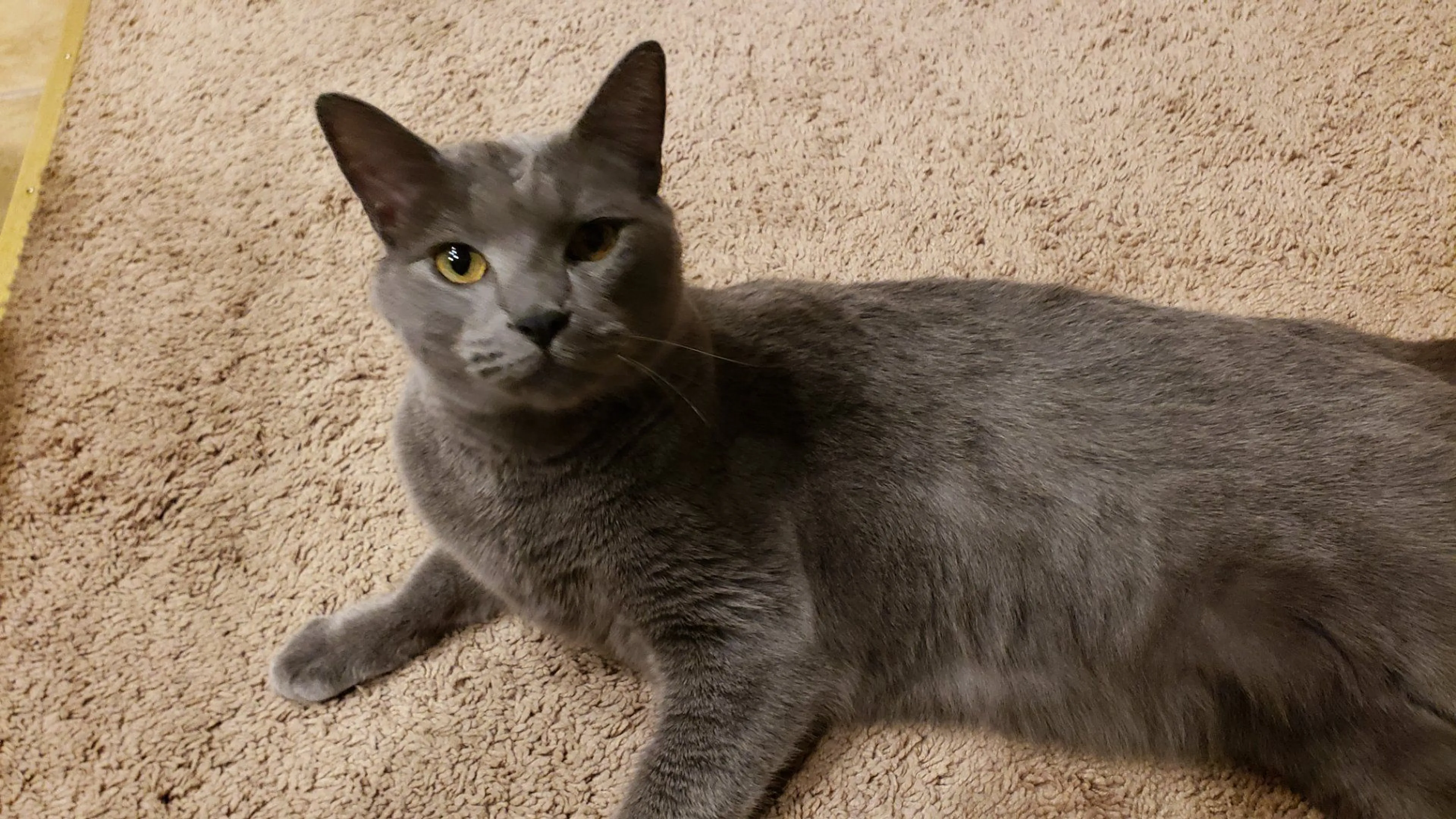 Lost pet-1