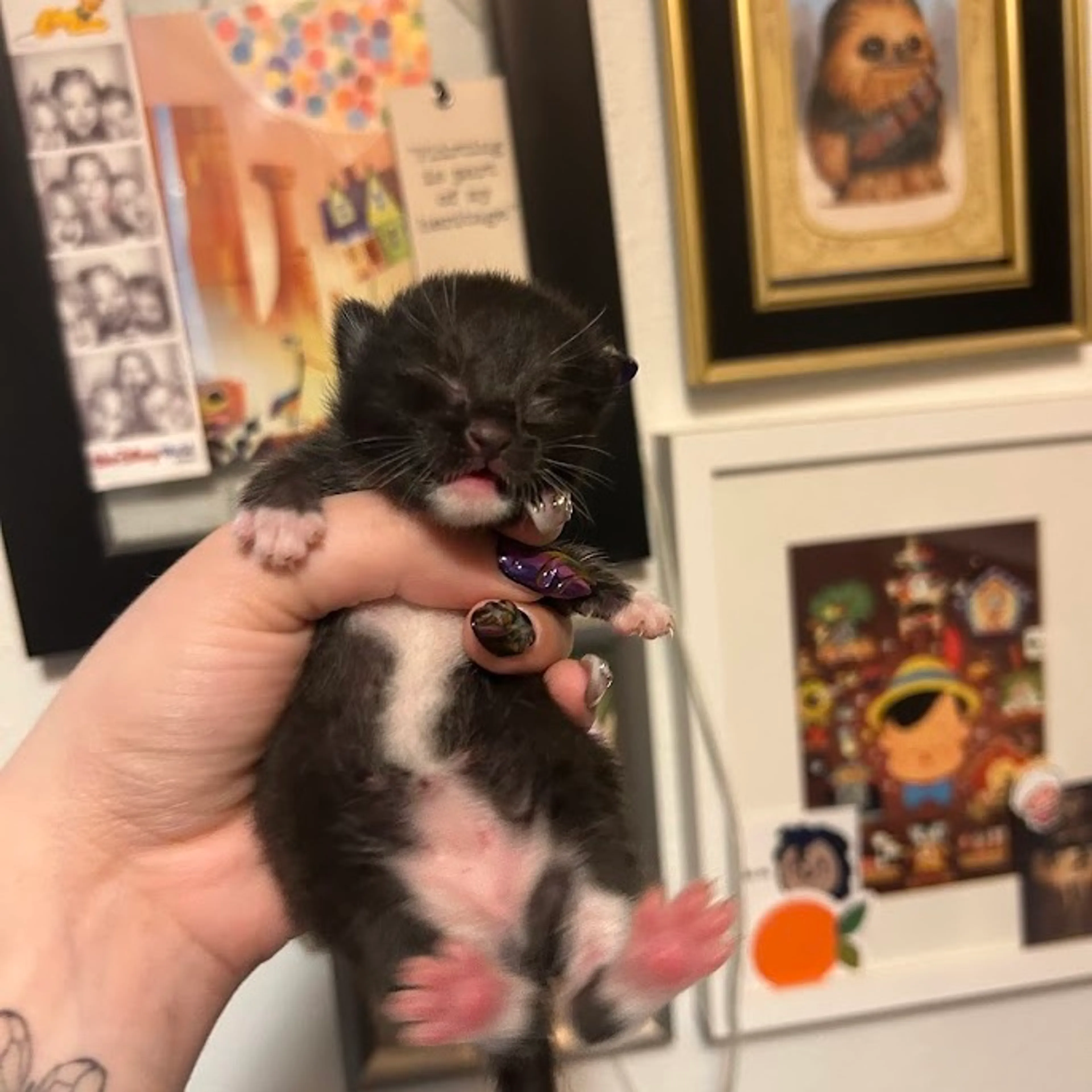 Found pet