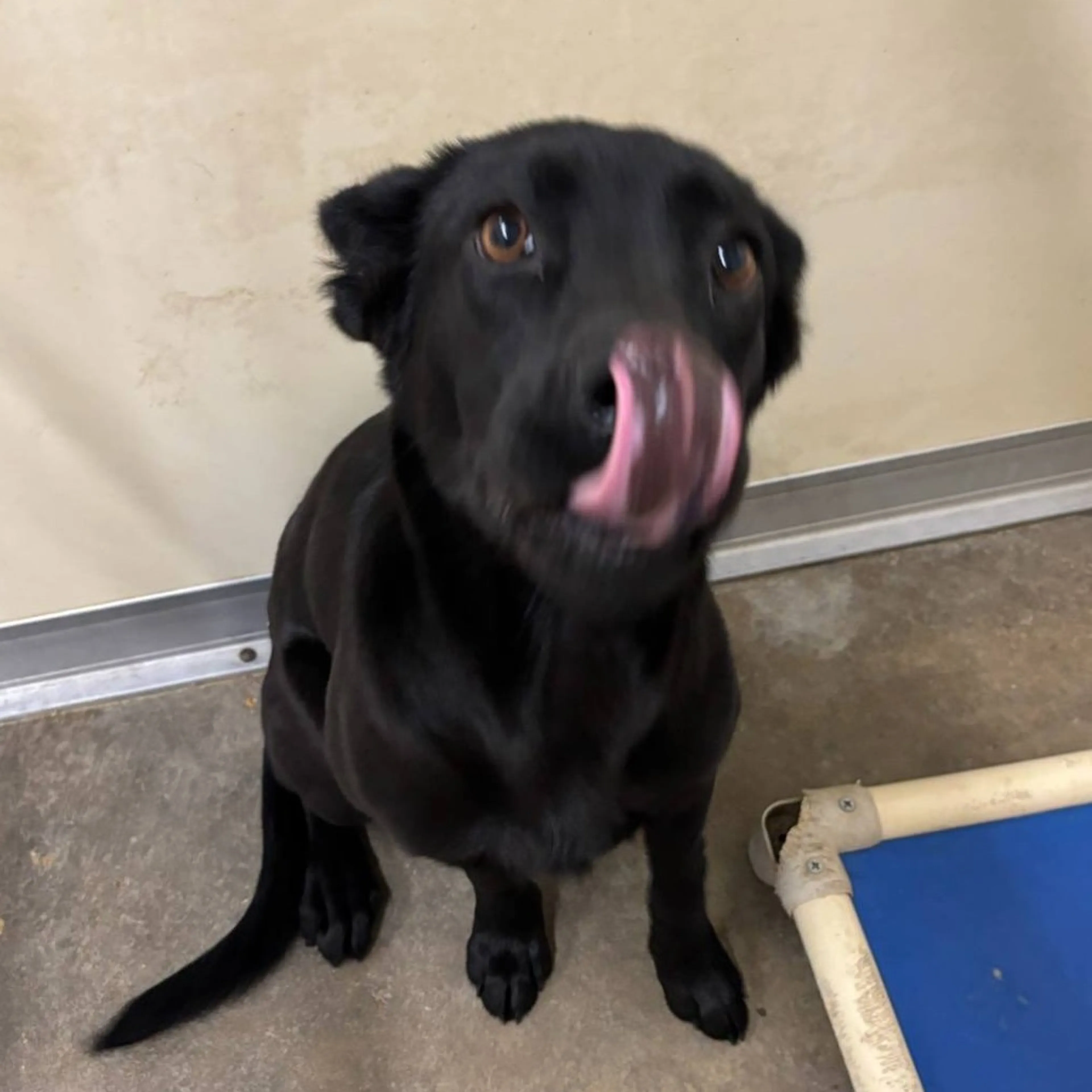 Found pet-2