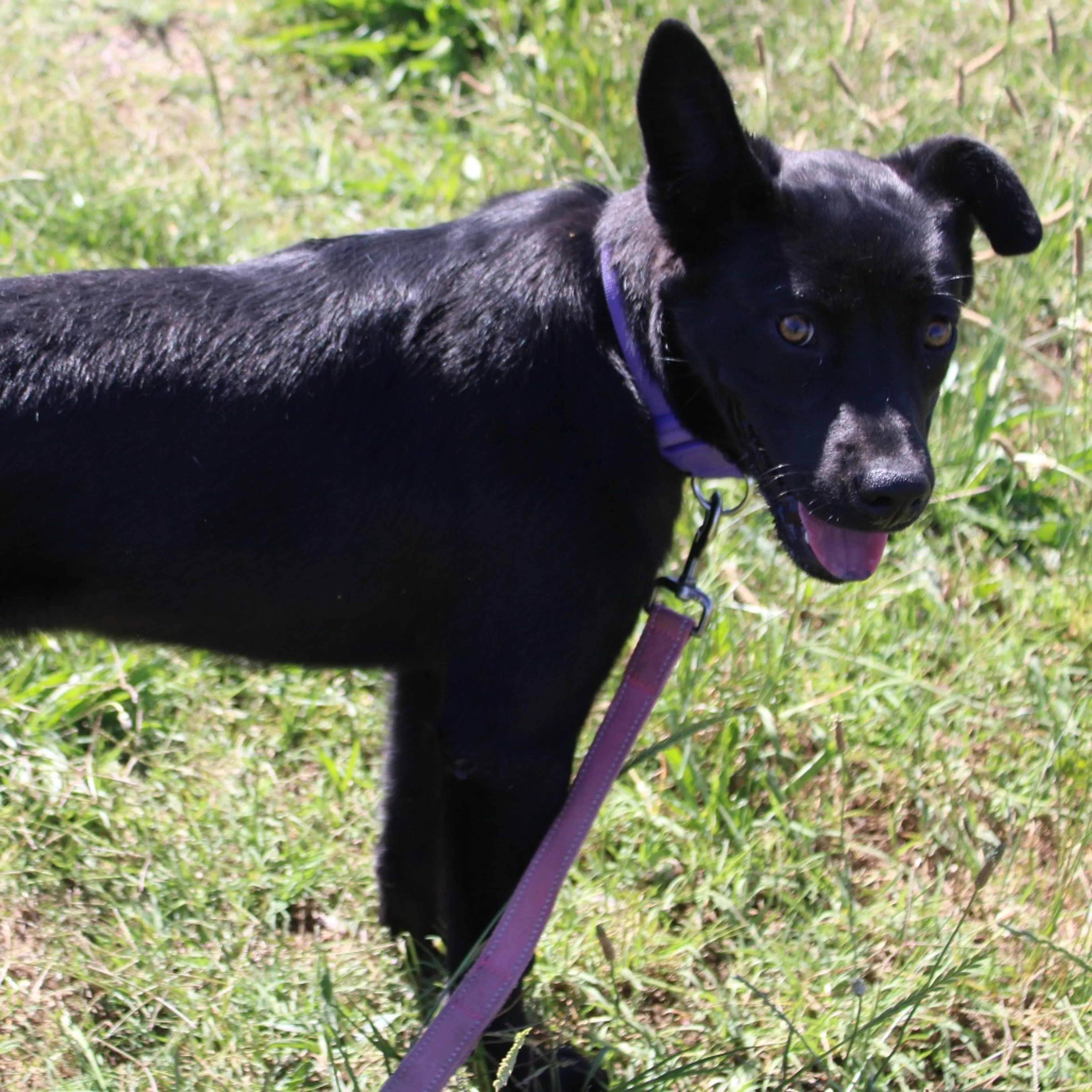 Found pet-4