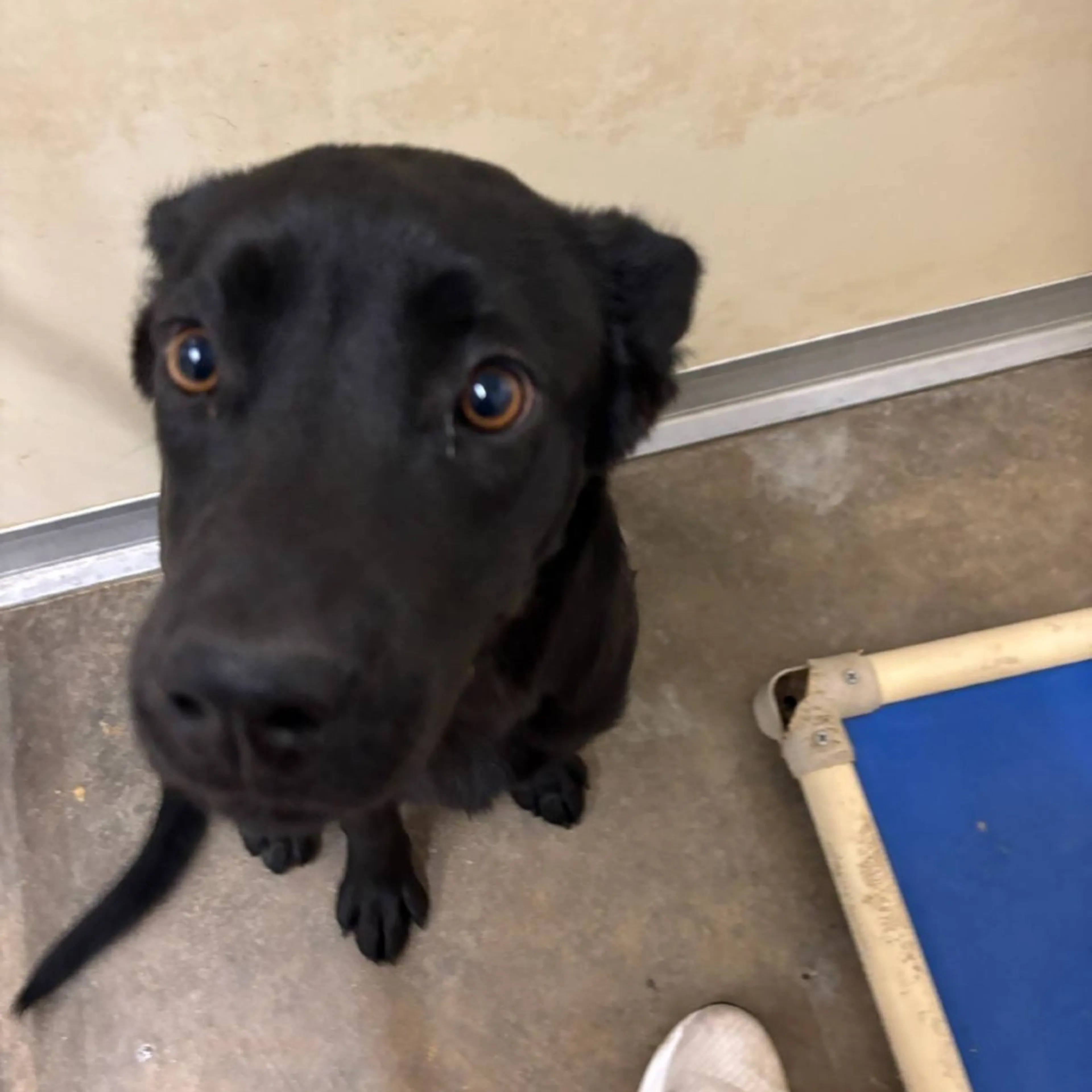 Found pet-1