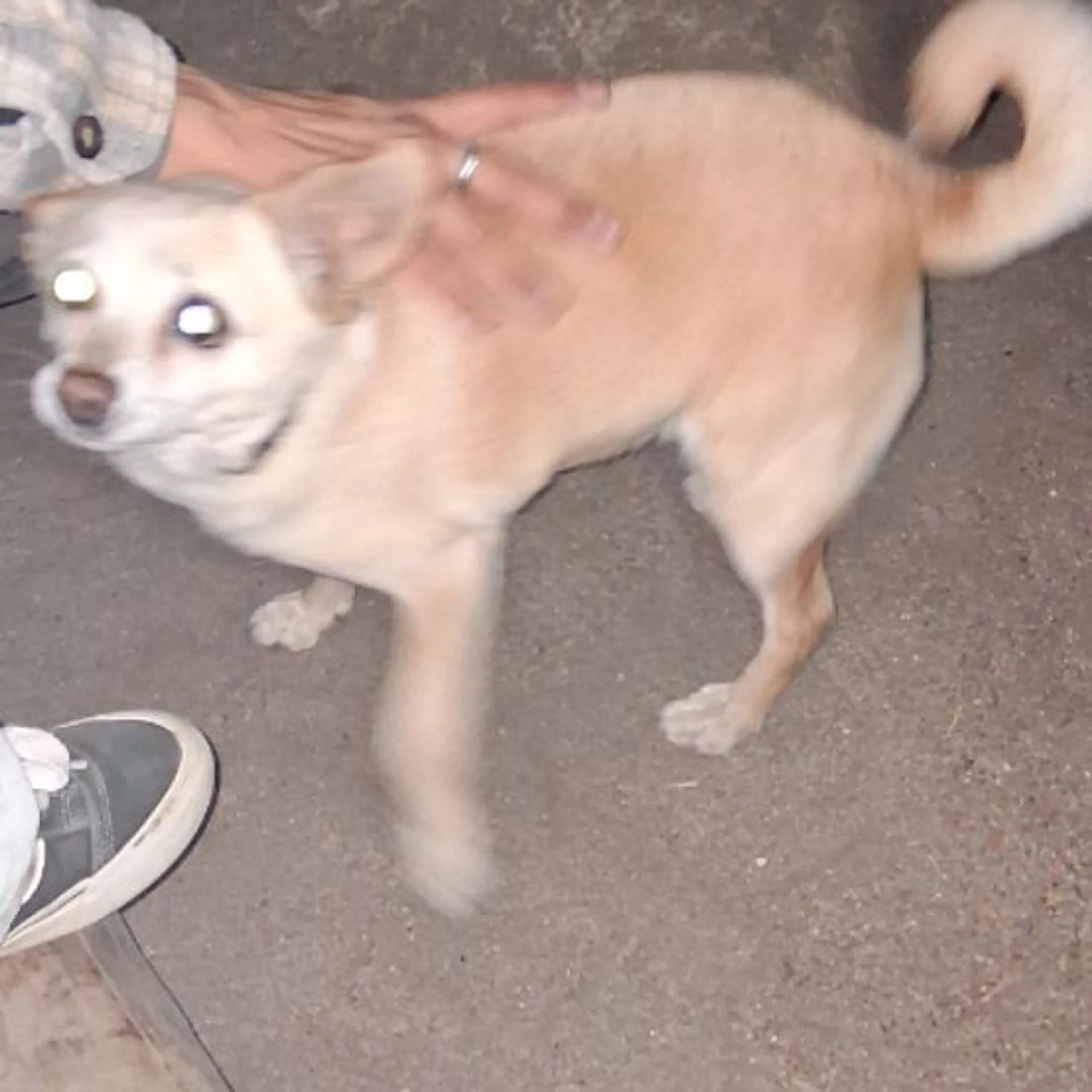 Lost pet-0