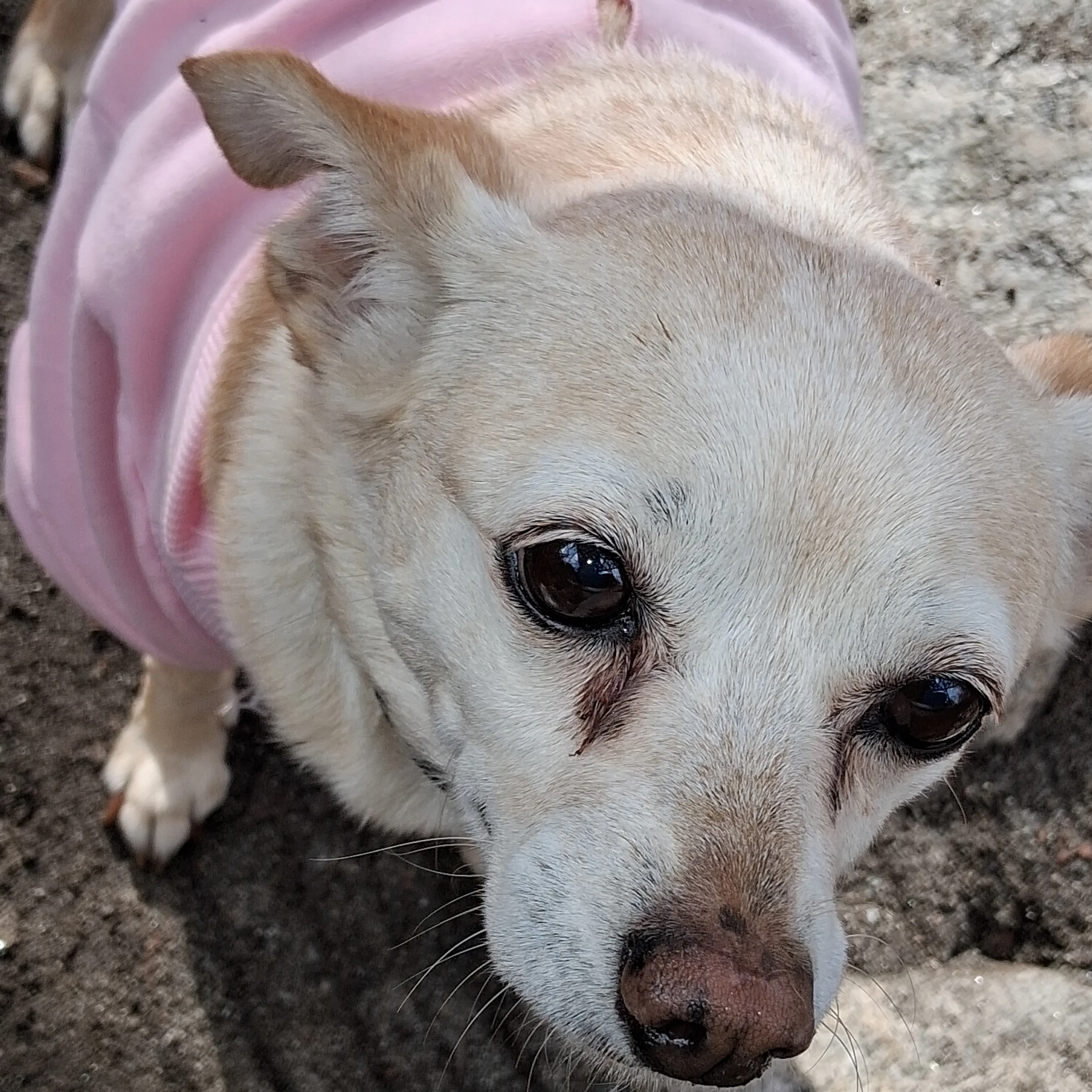 Lost pet-2