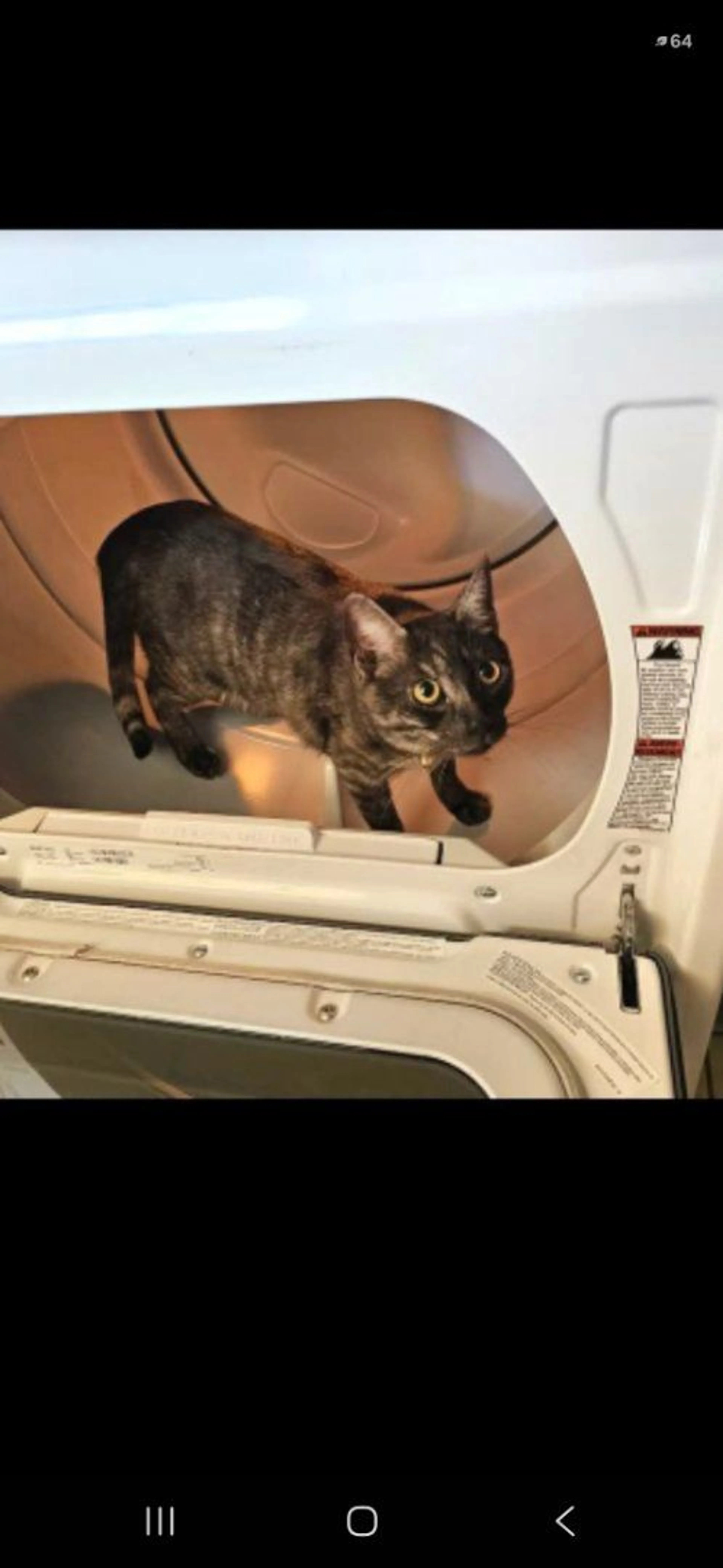 Lost pet