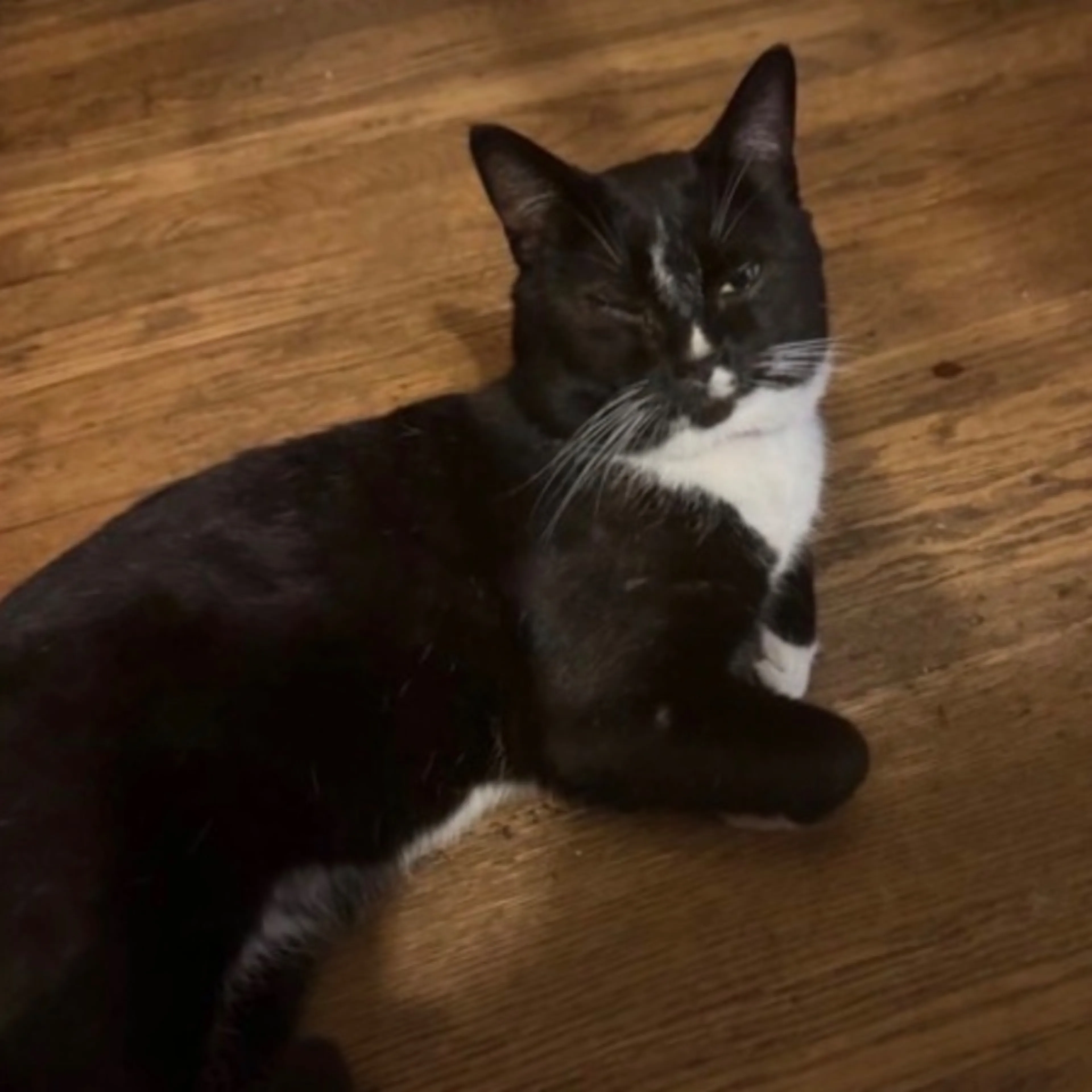 Lost pet