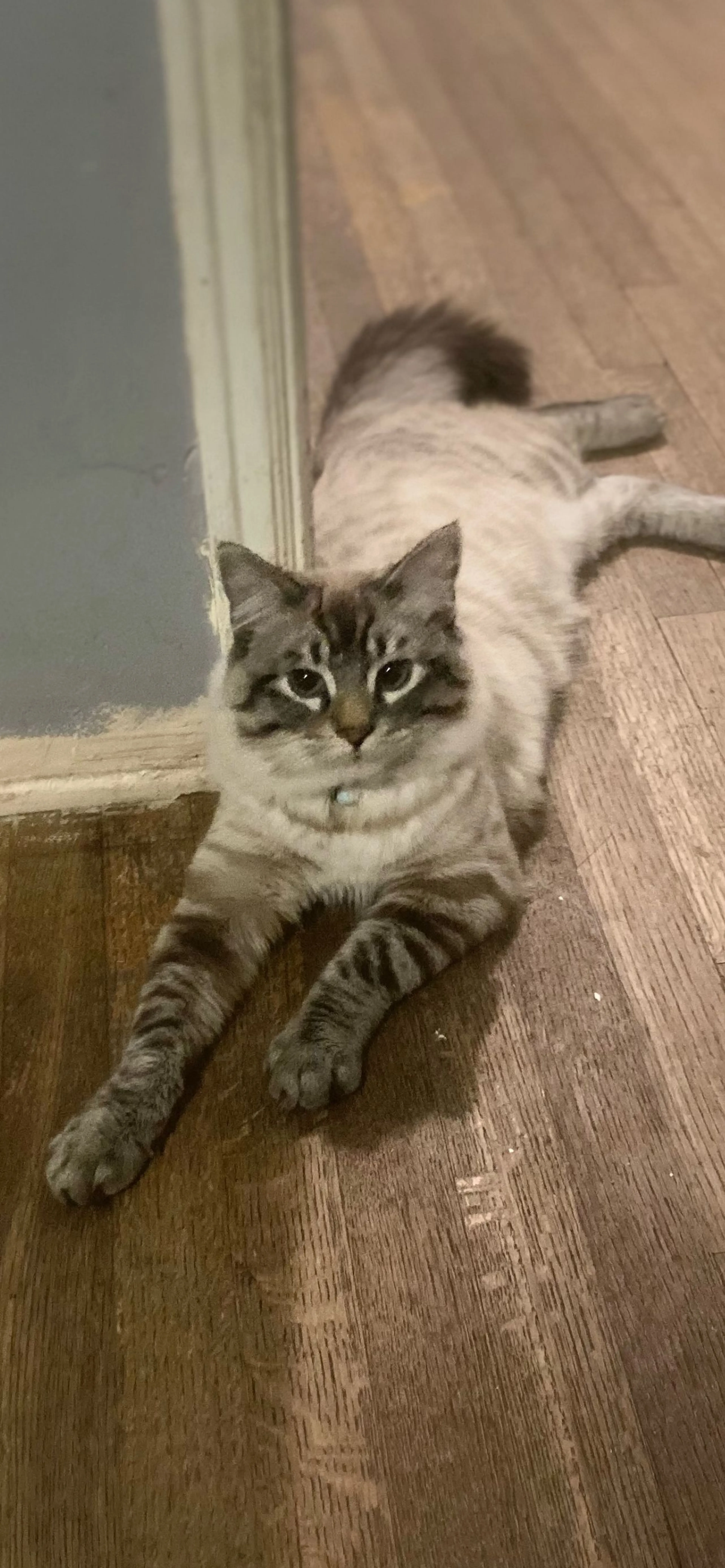 Lost pet