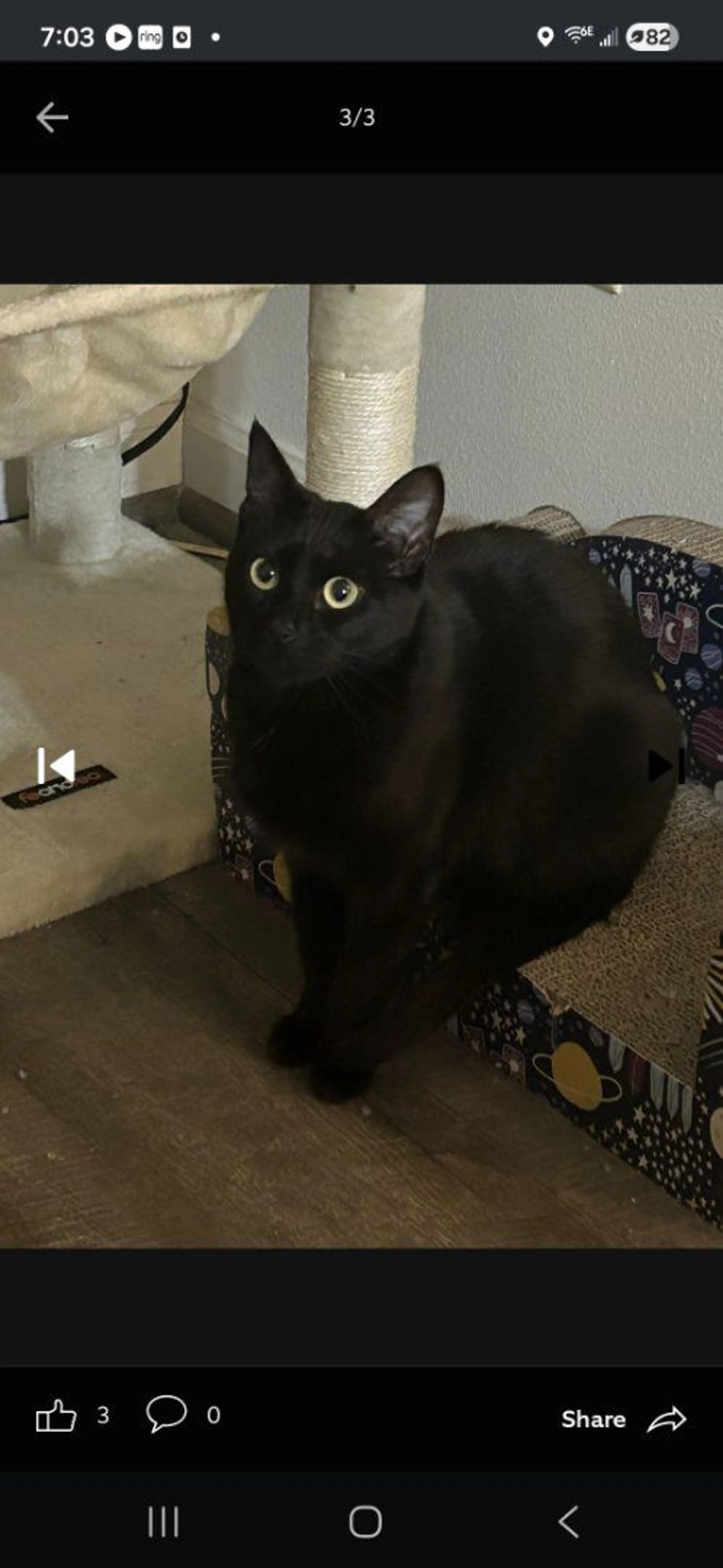 Lost pet-0