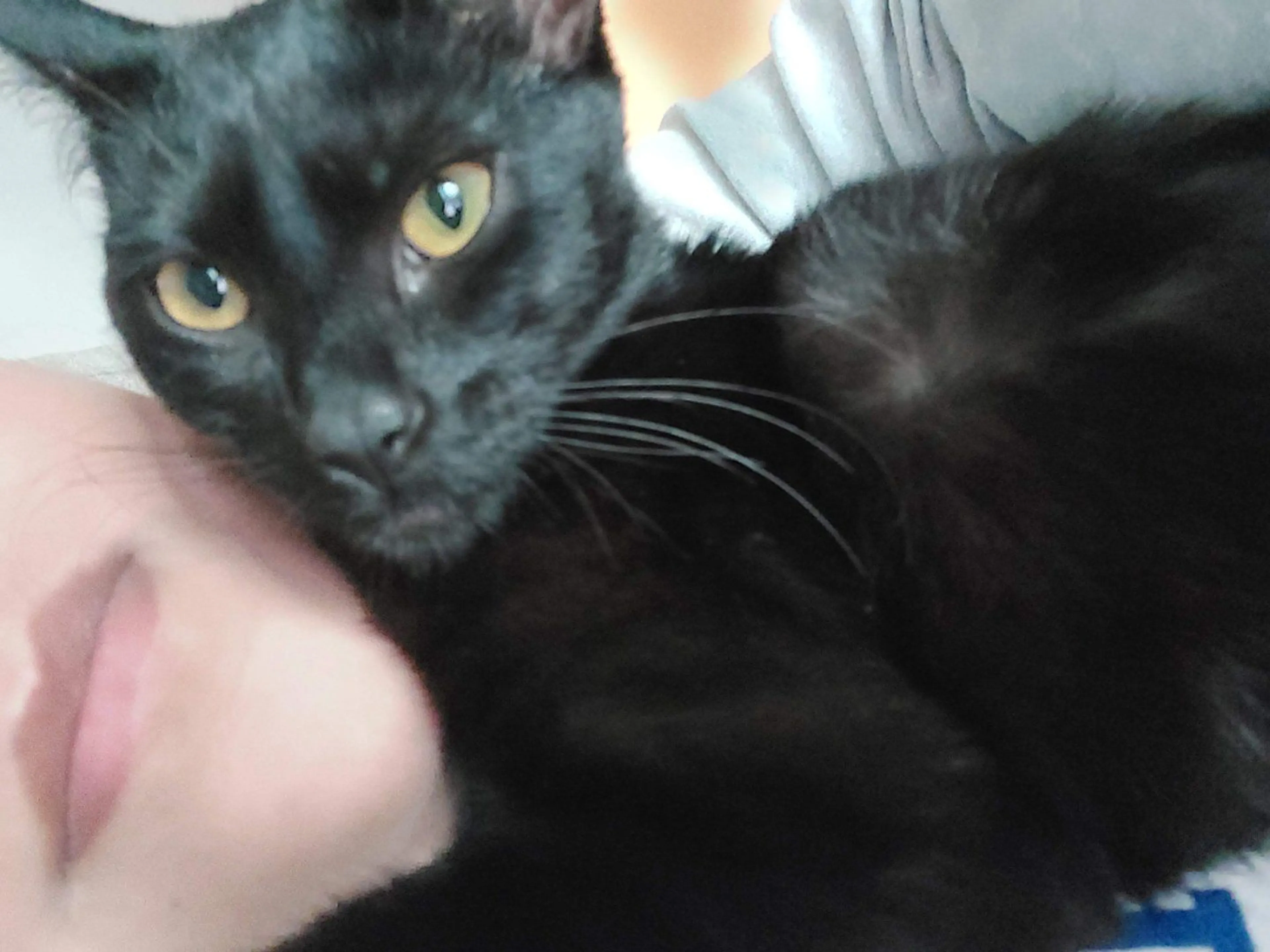 Lost pet-1