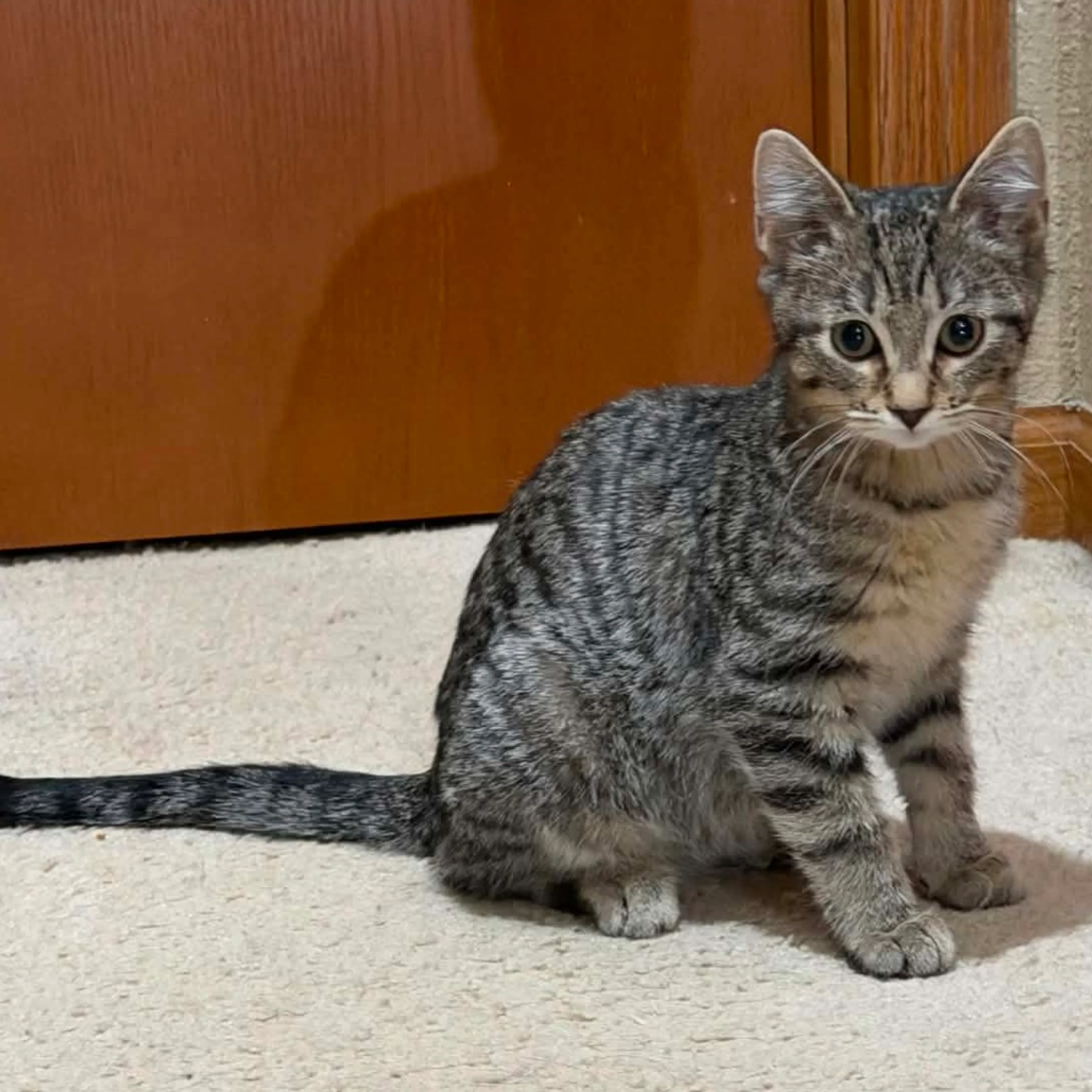 Found pet