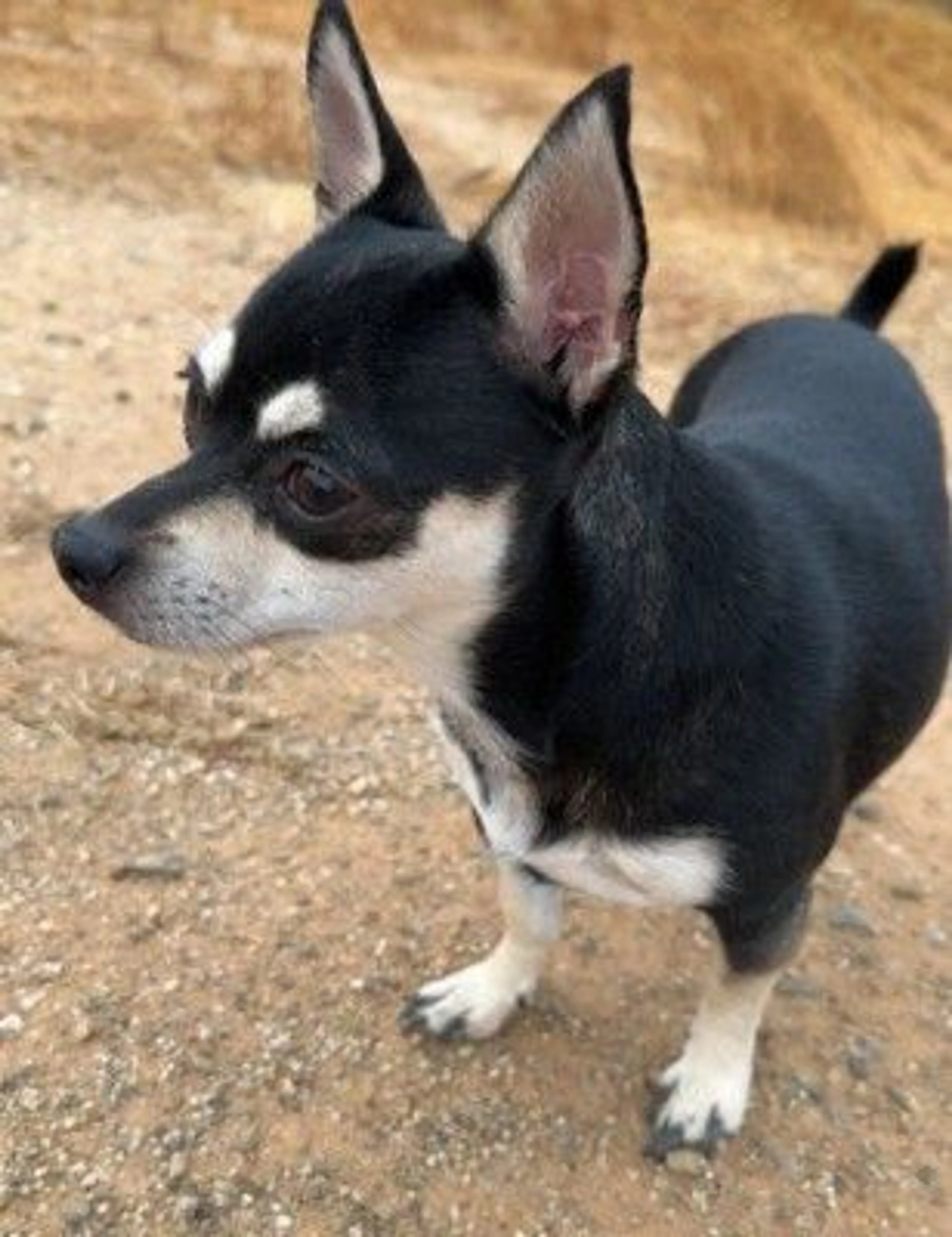 Lost pet
