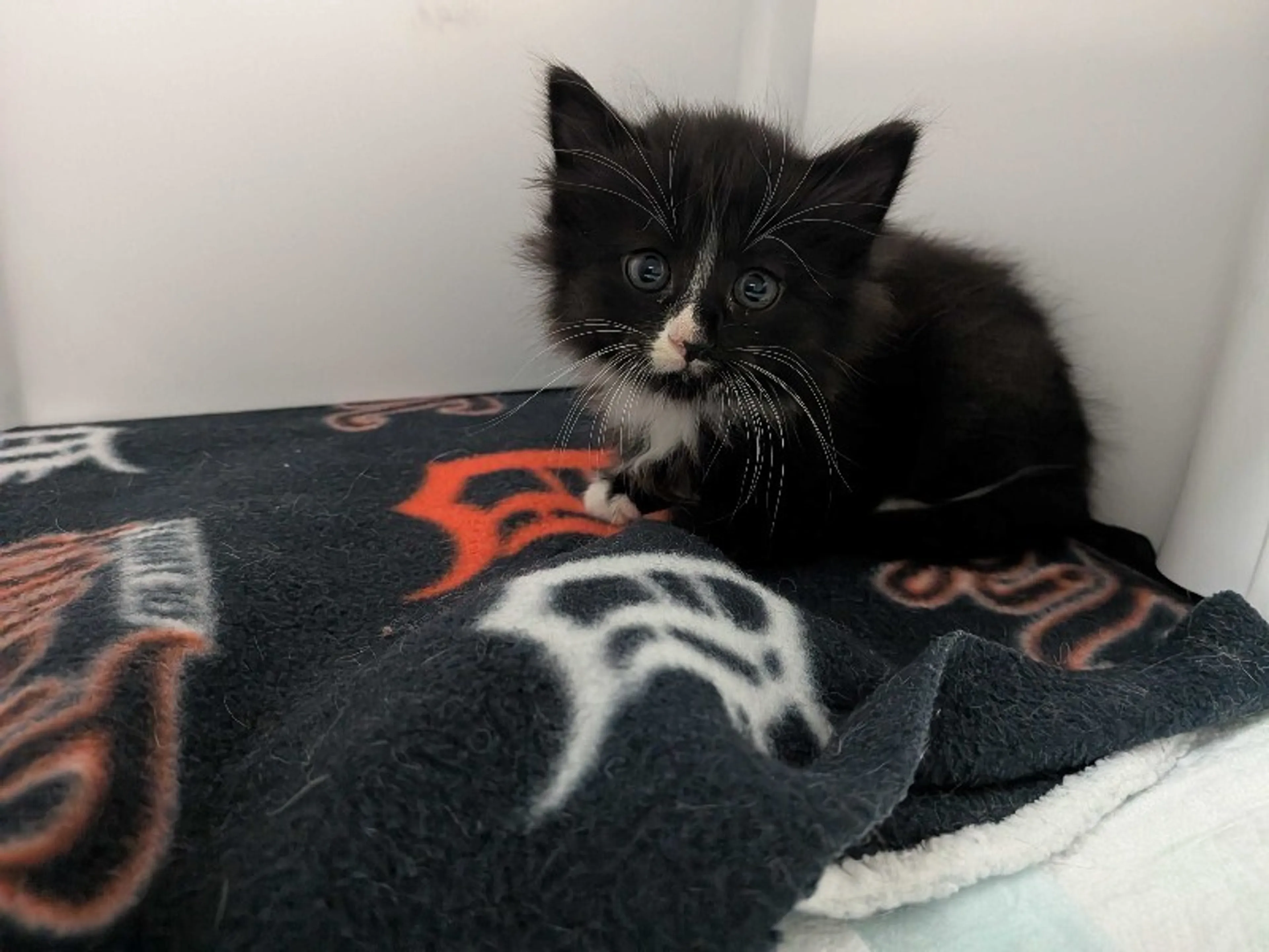 Found pet