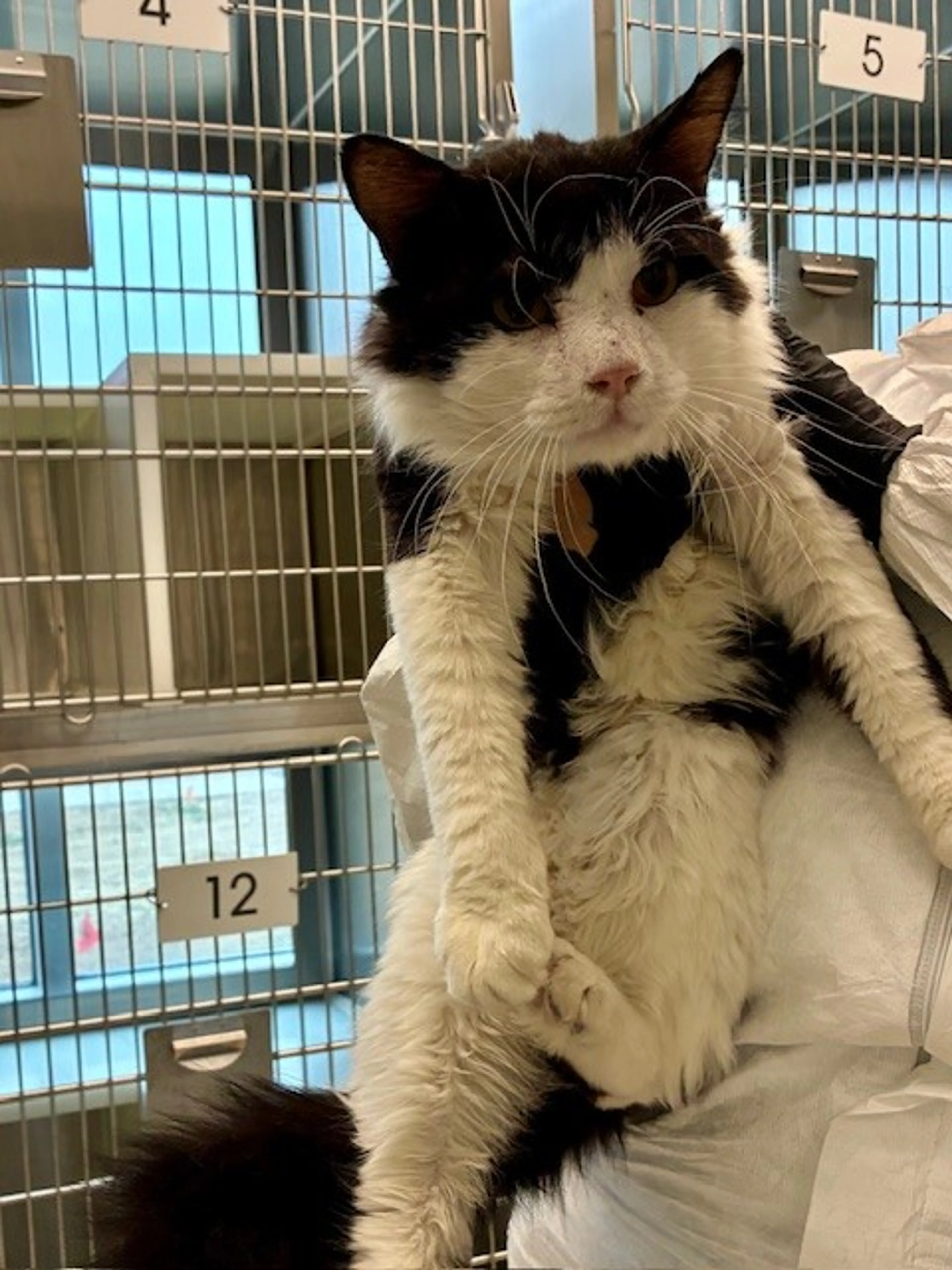Found pet