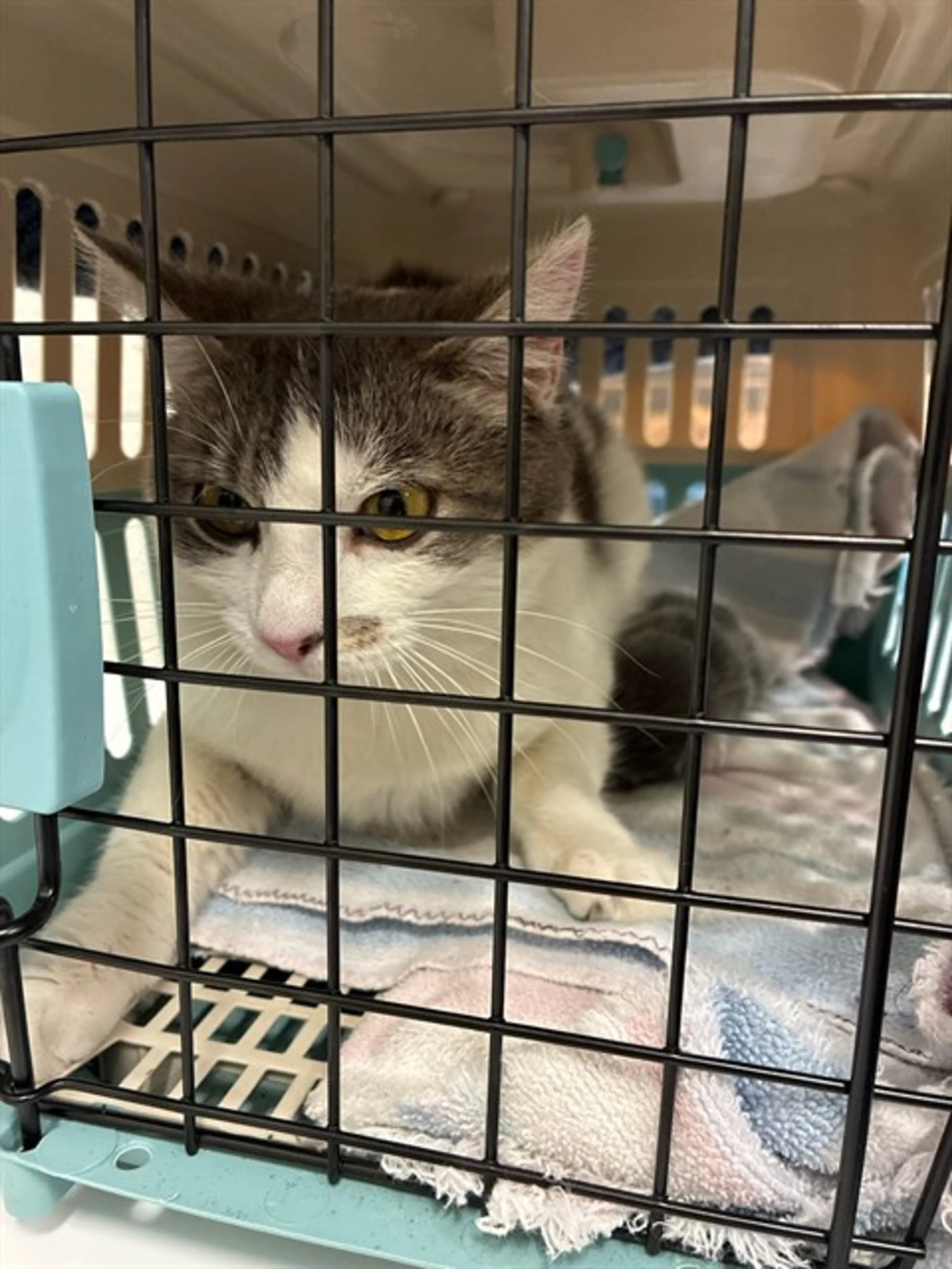 Found pet