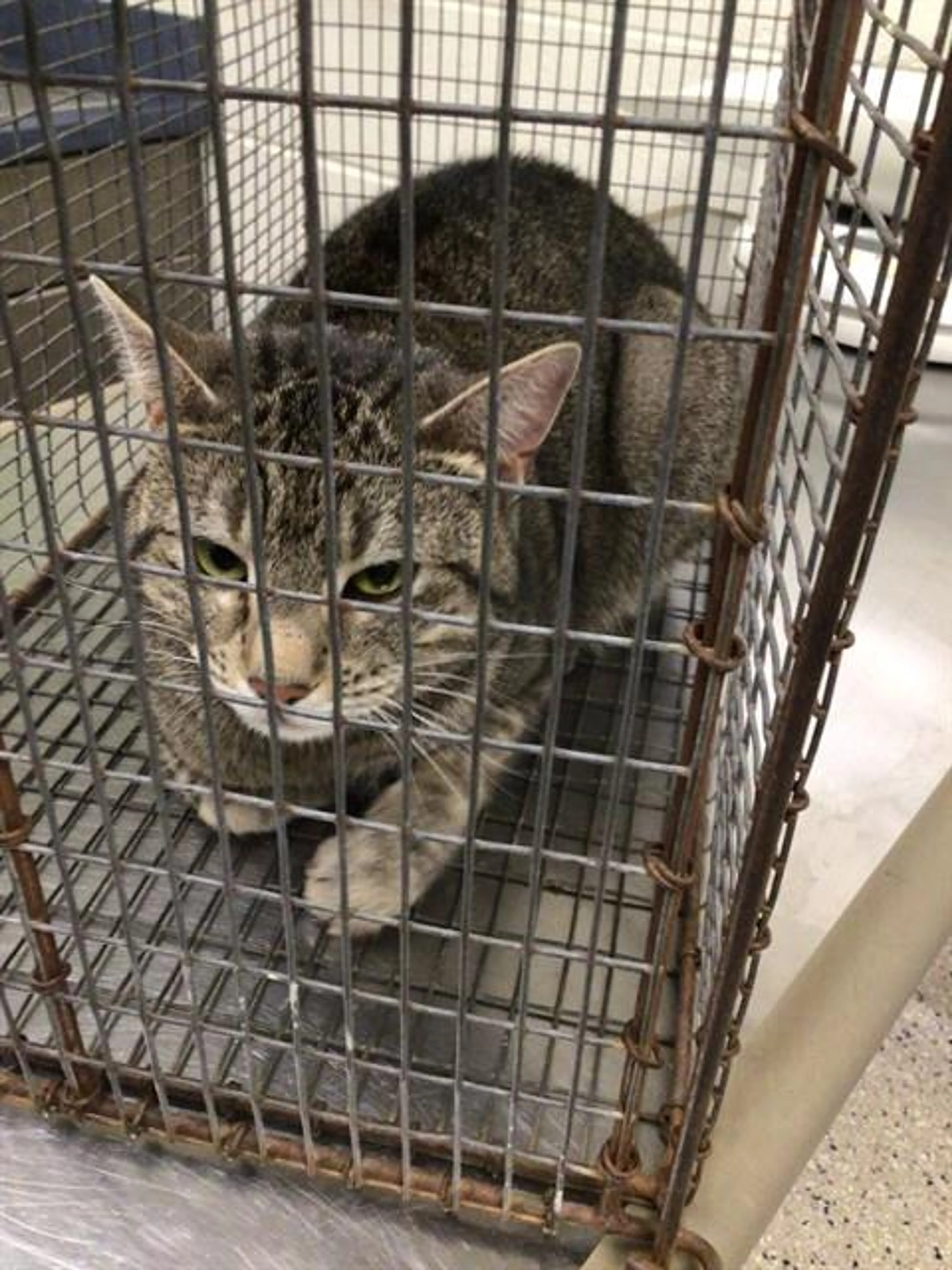 Found pet