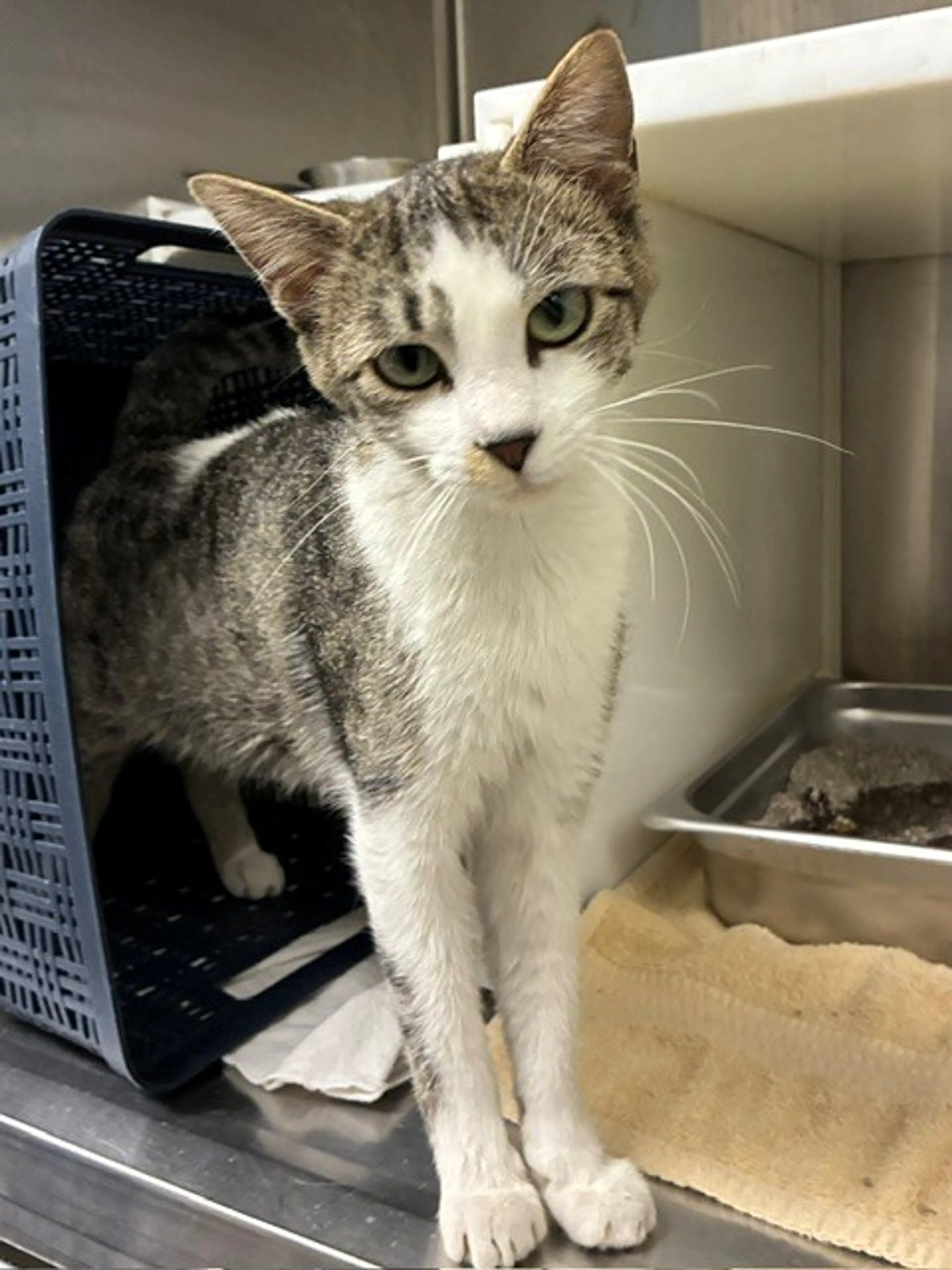 Found pet