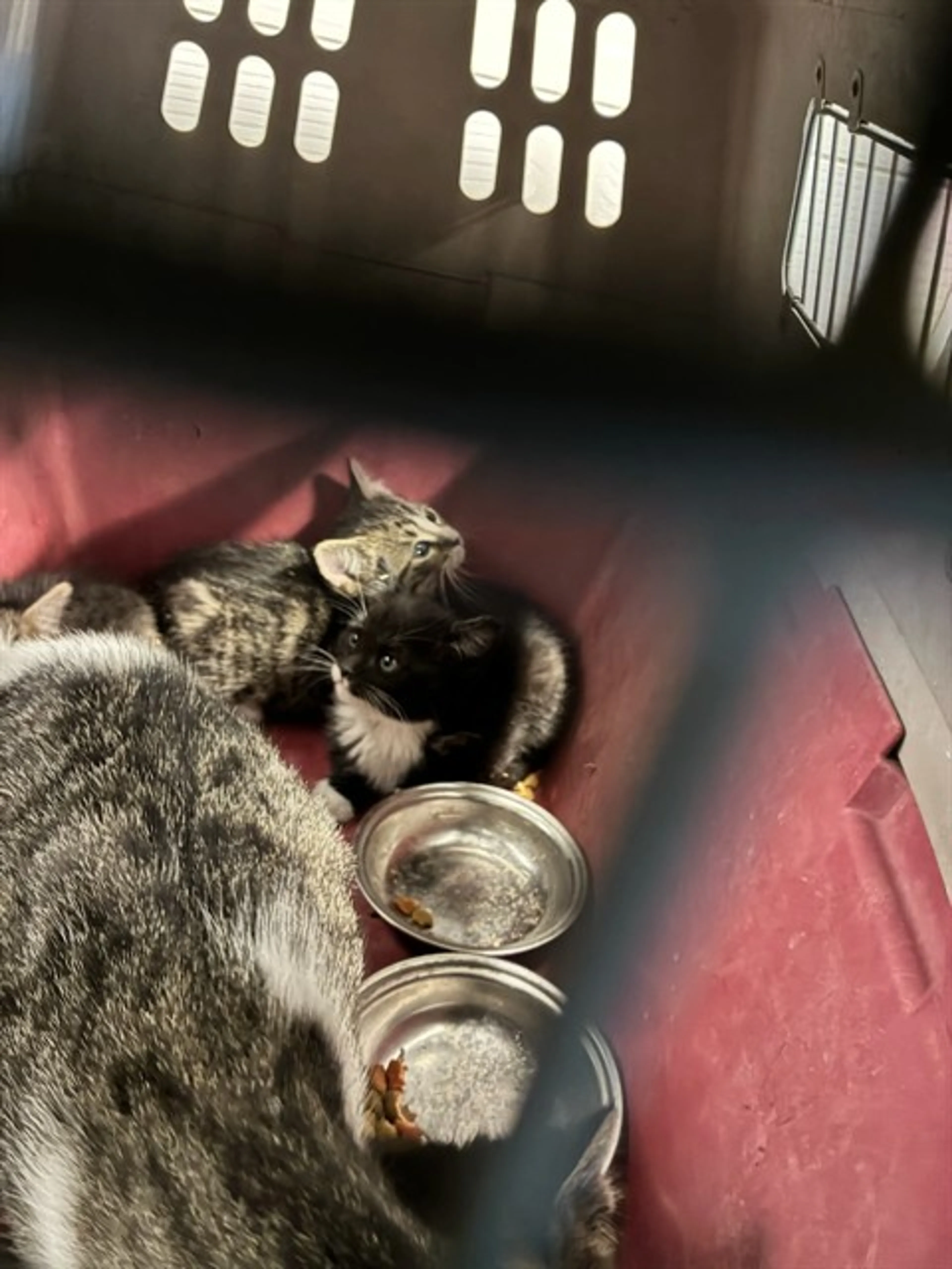 Found pet