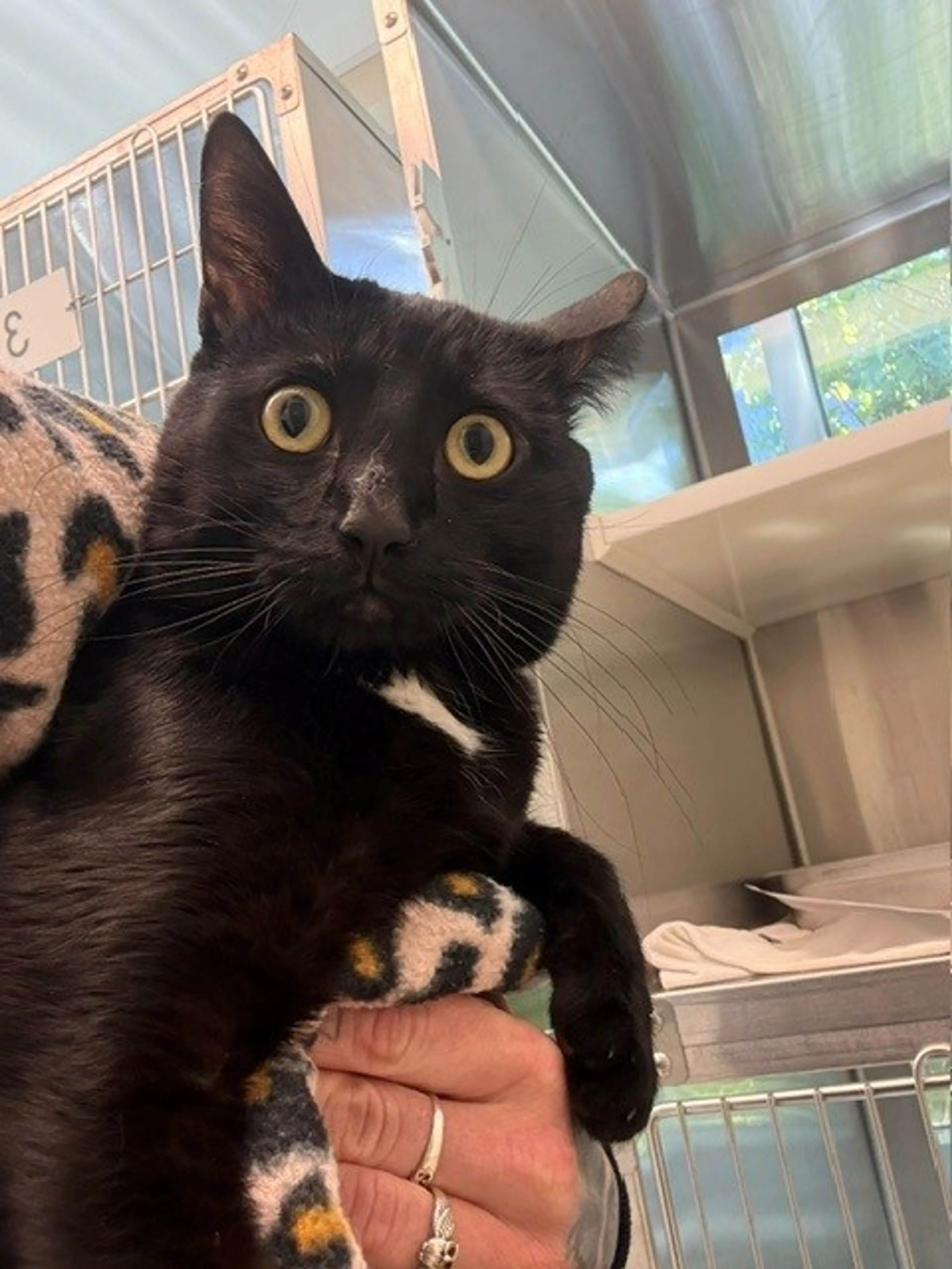 Found pet