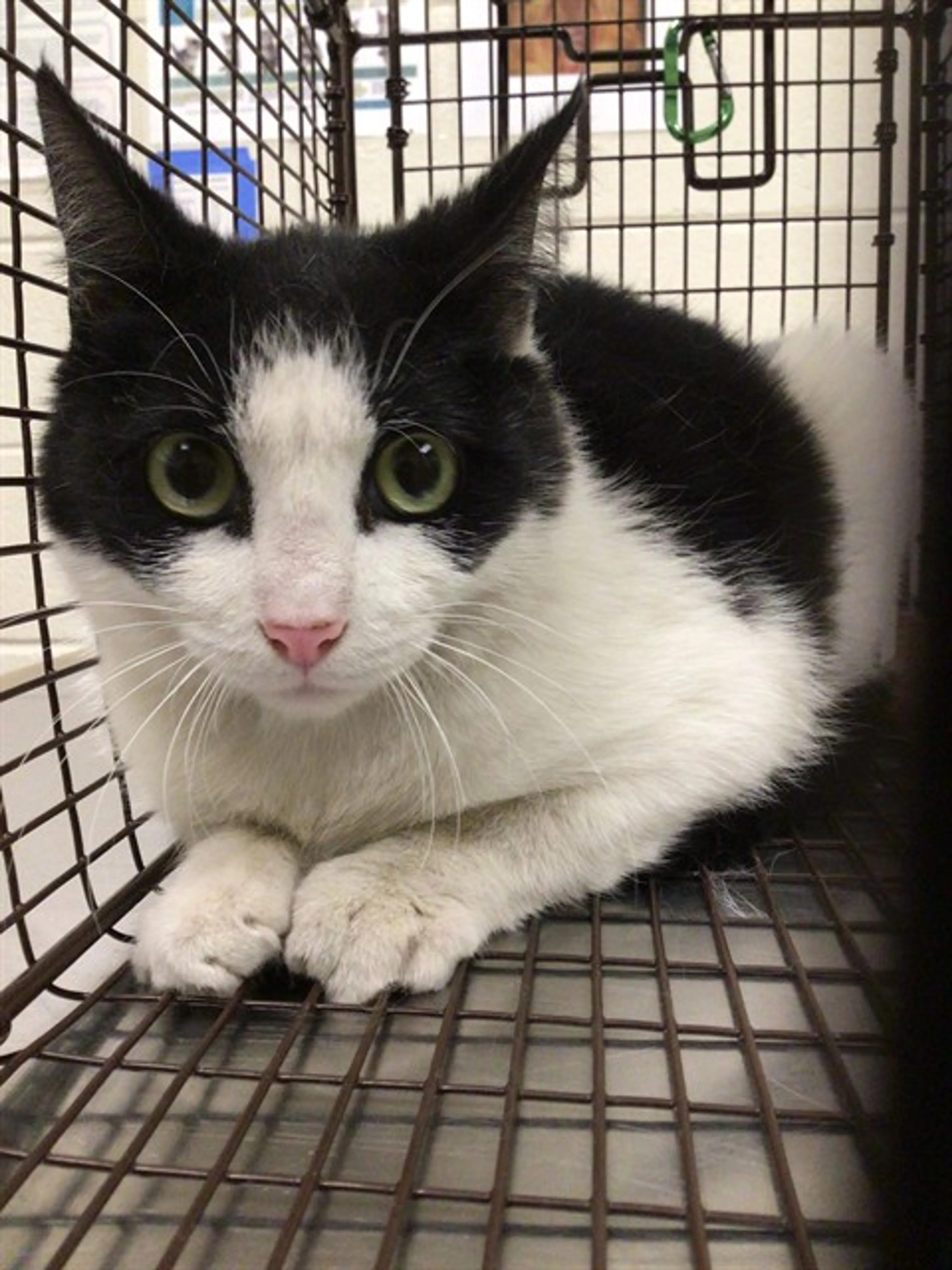 Found pet
