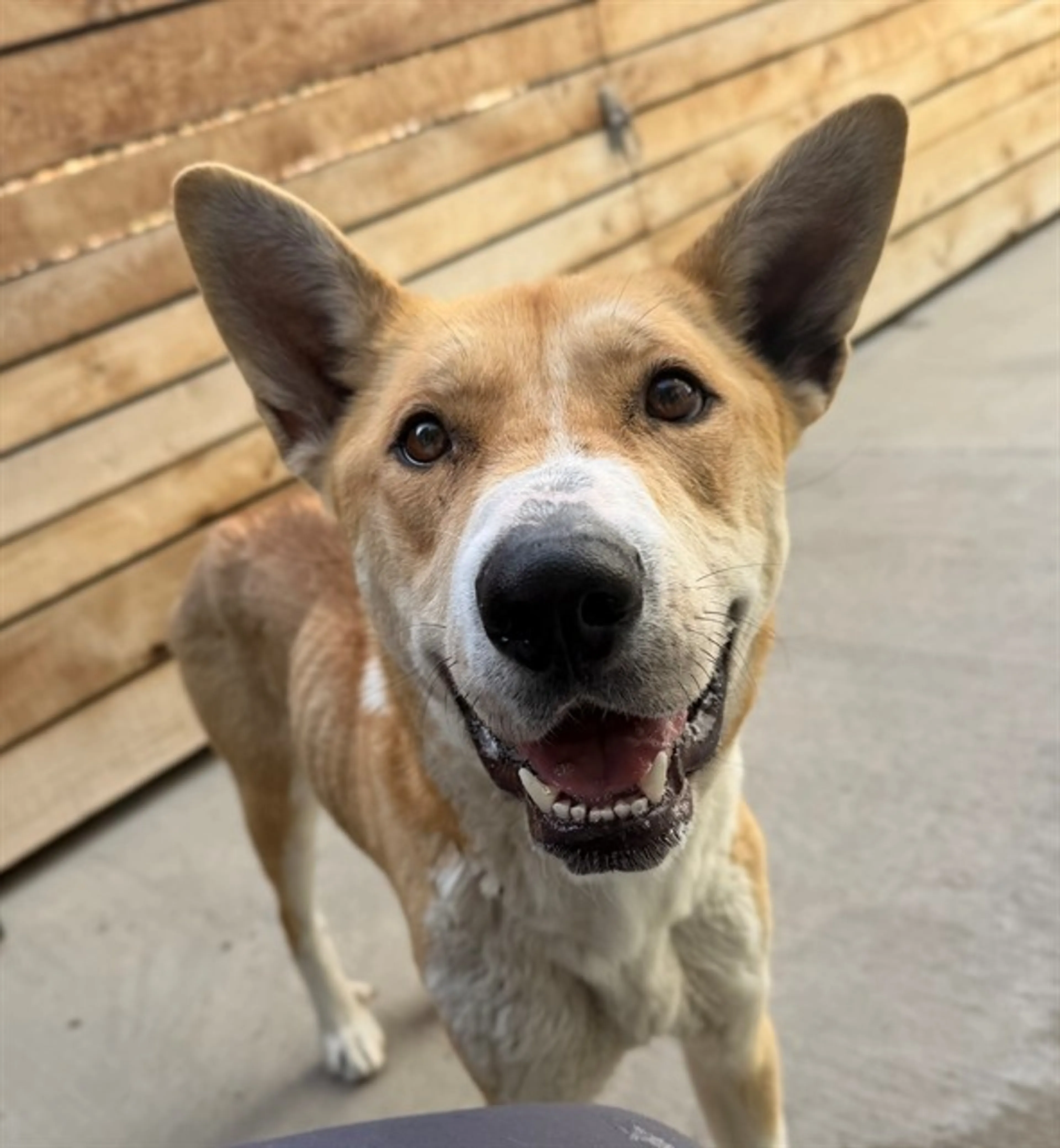 Found pet