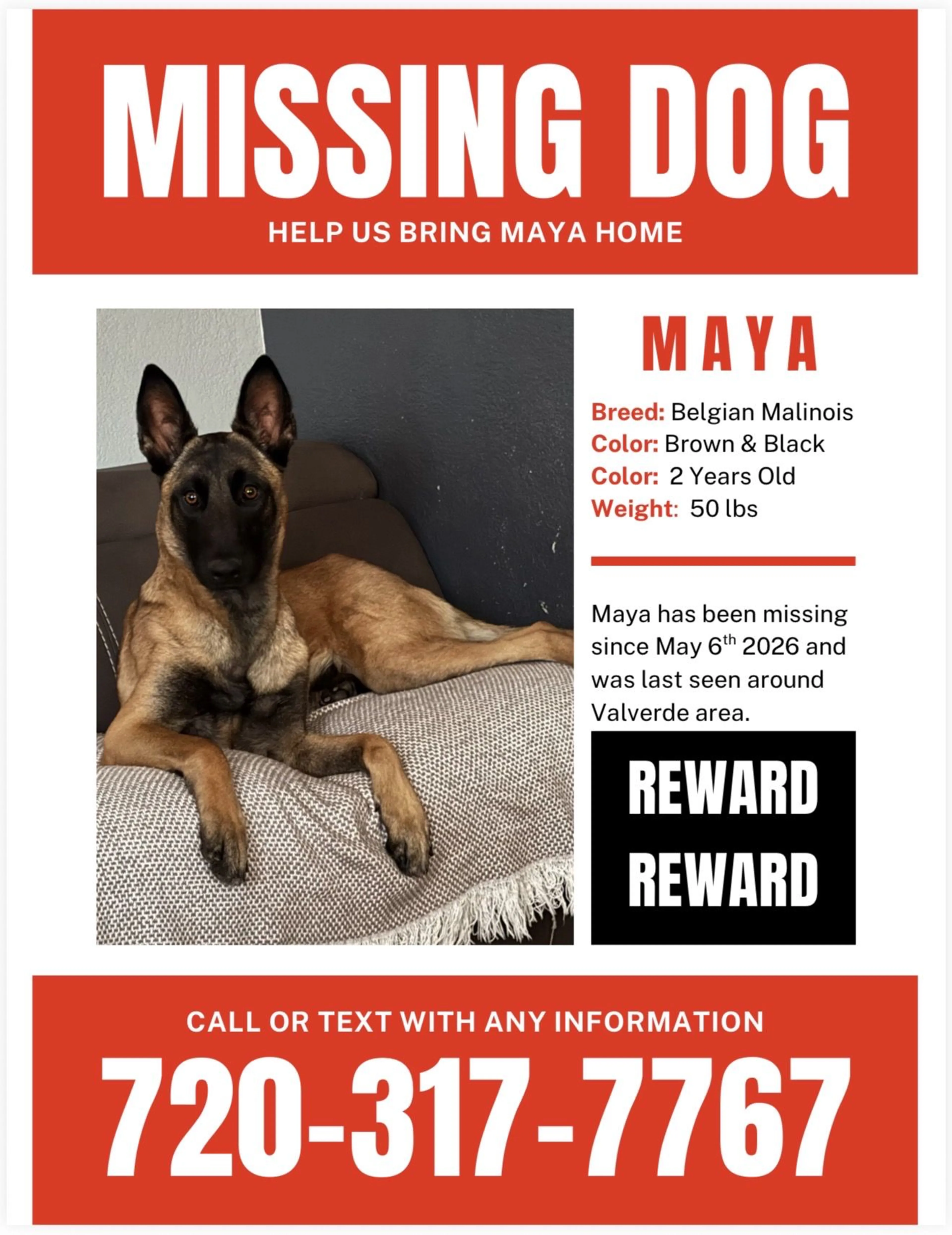 Lost pet