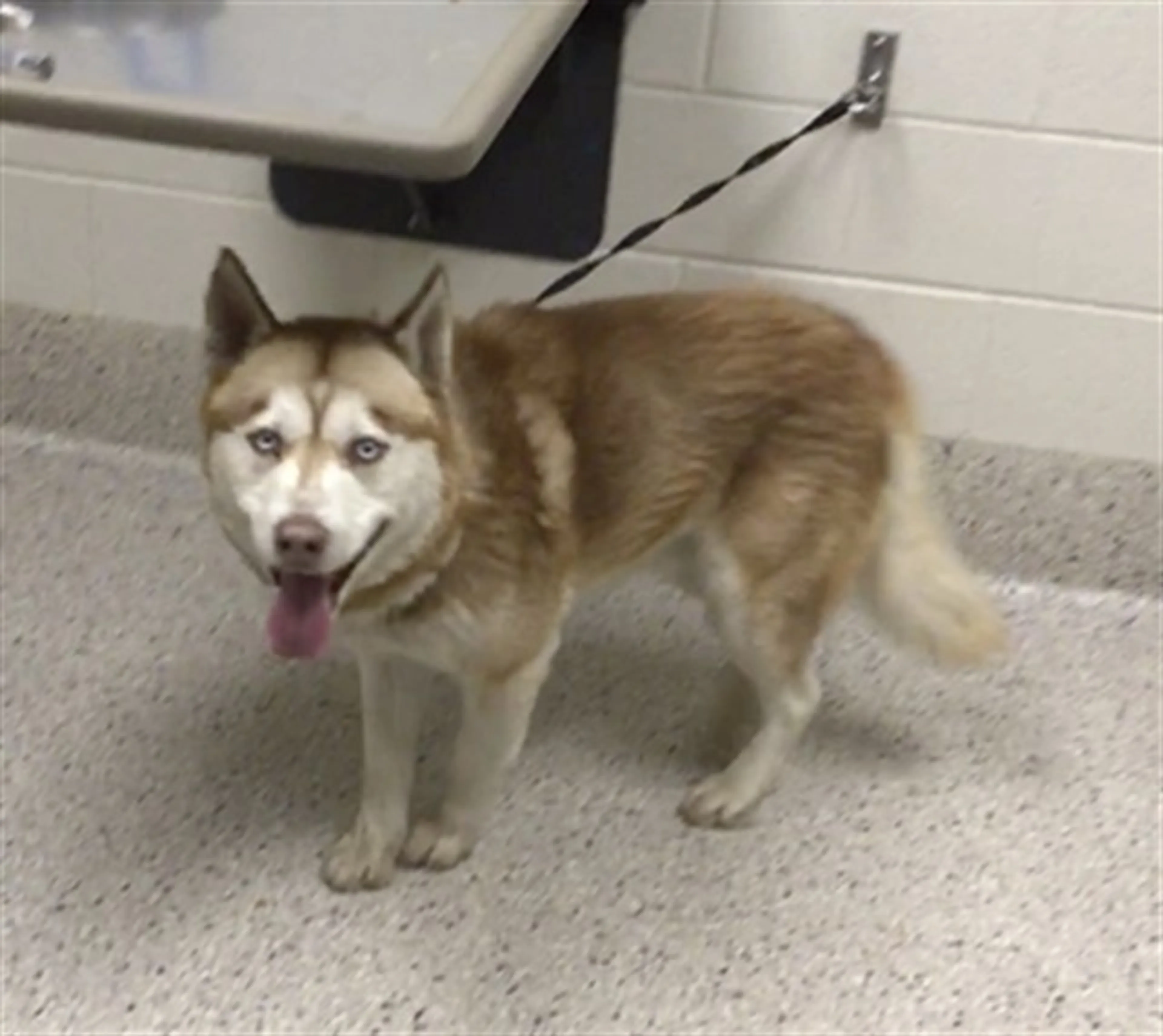 Found pet