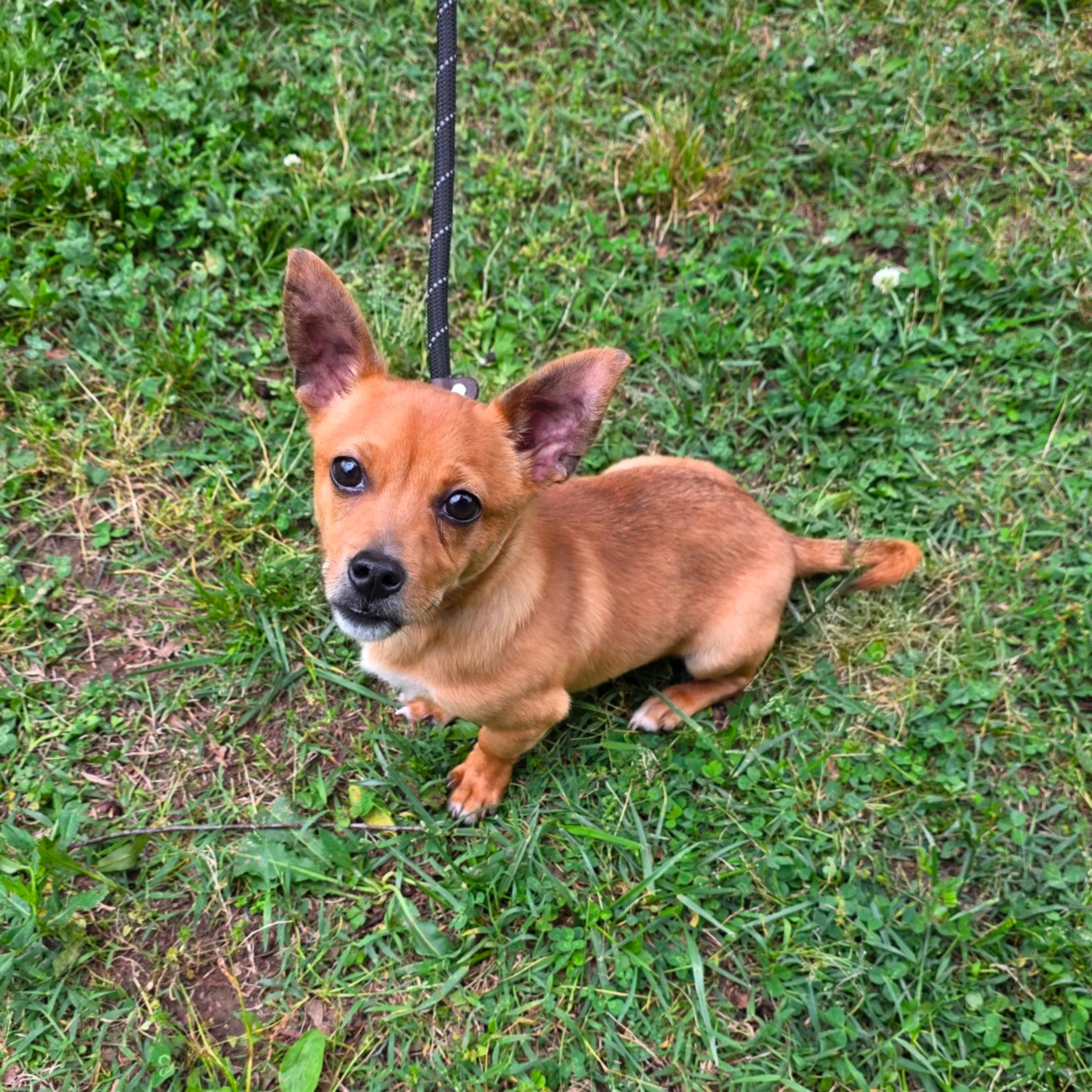Found pet-5
