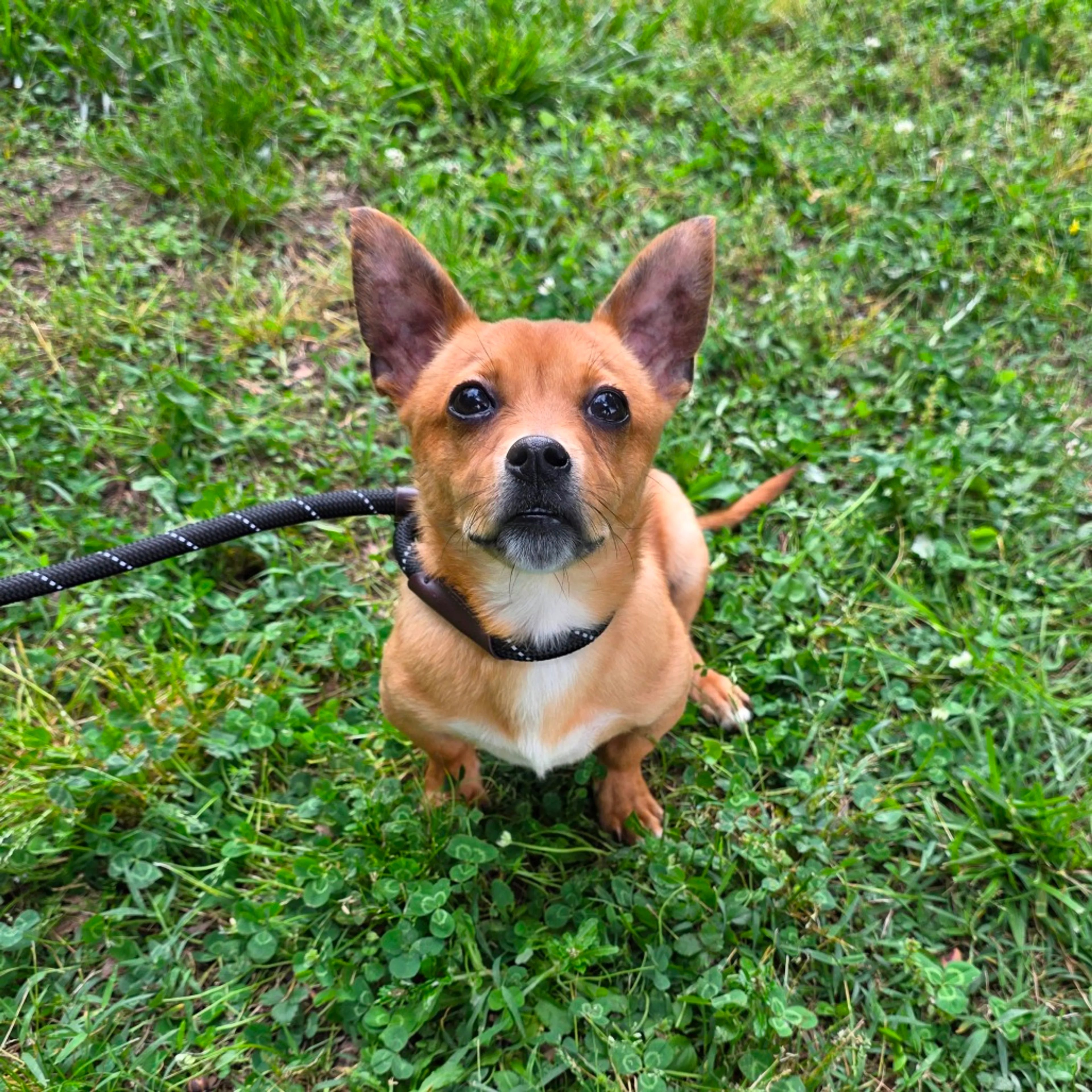 Found pet-8