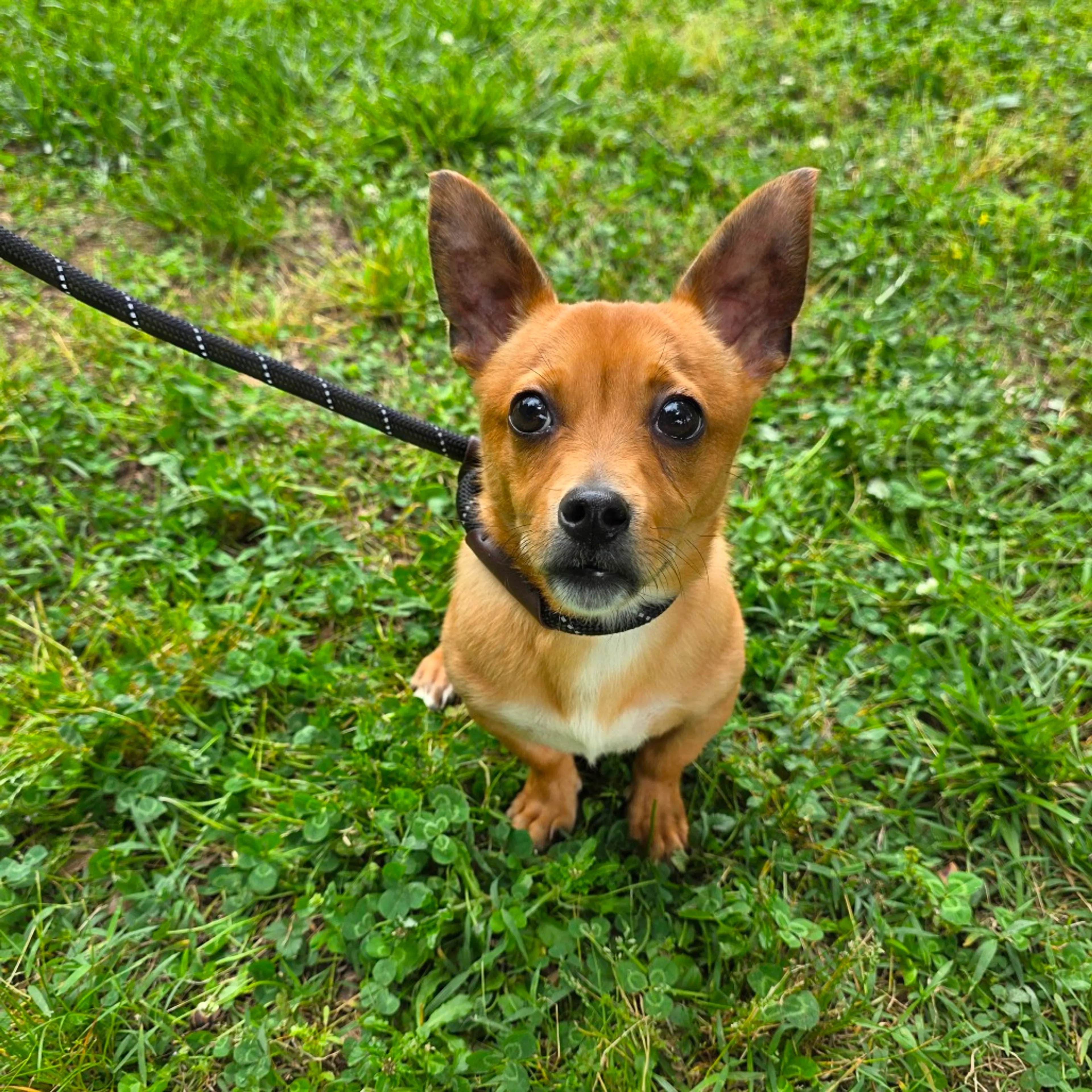 Found pet-7