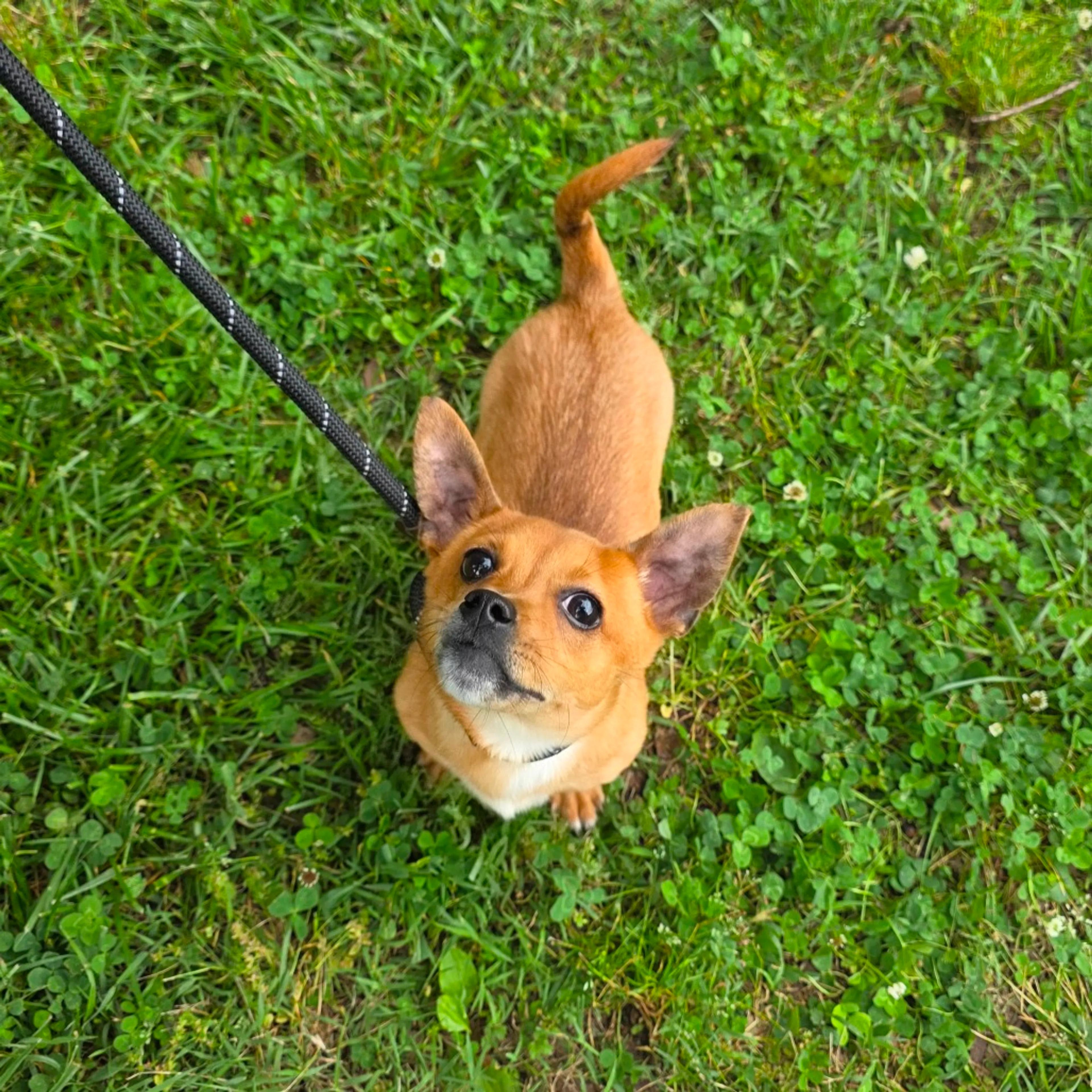 Found pet-2