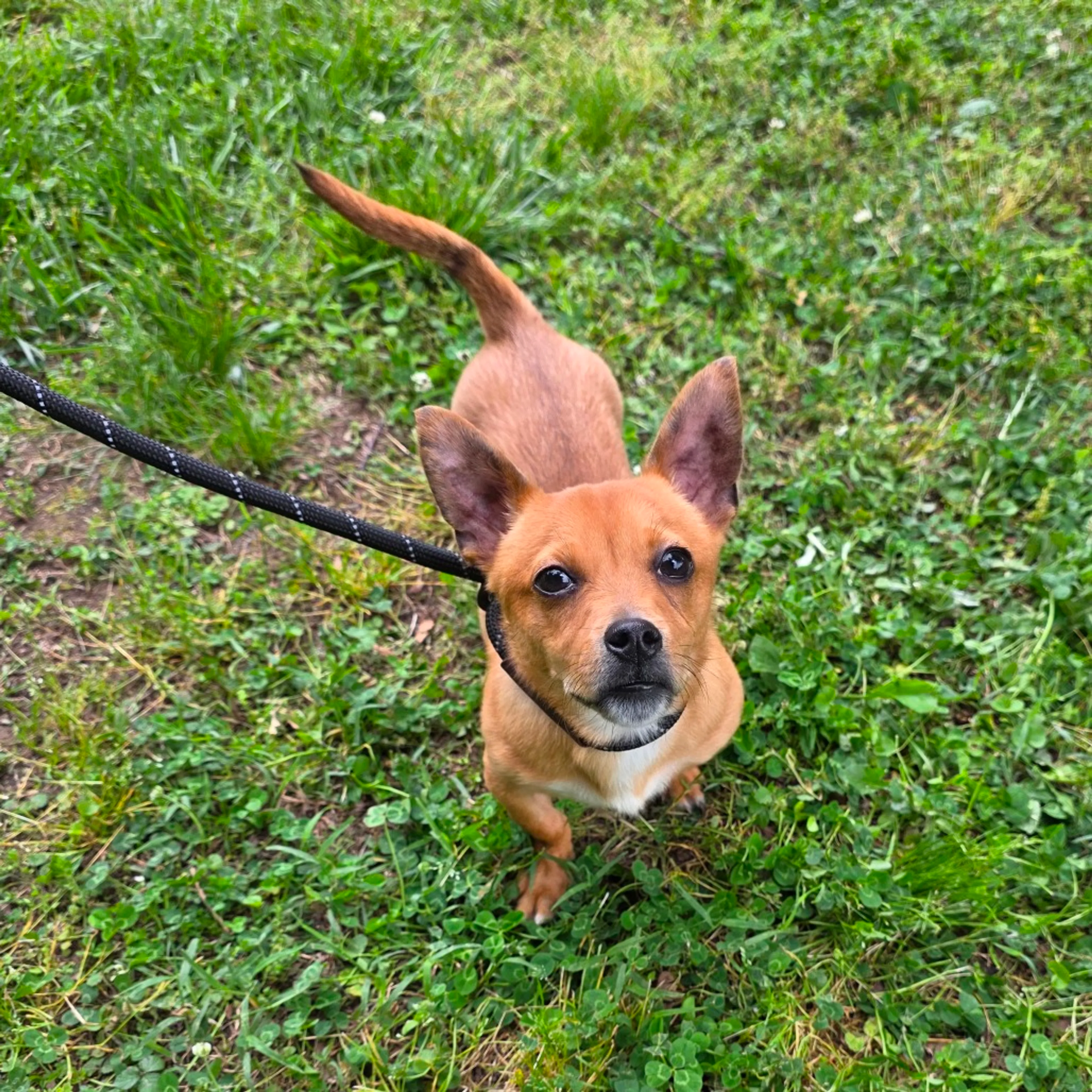 Found pet-6